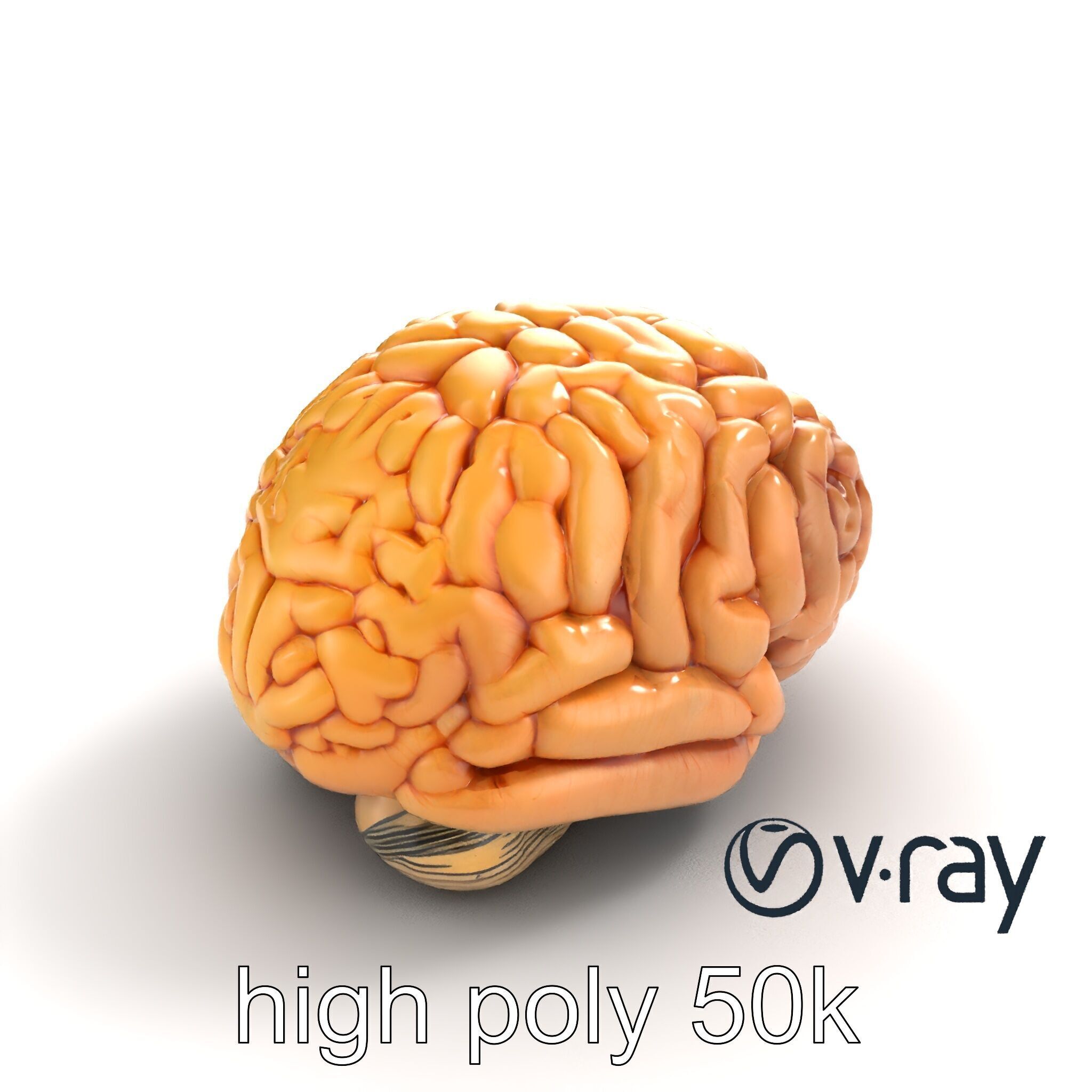 Realistic Human Brain Model Pack Low-poly 3D model_8