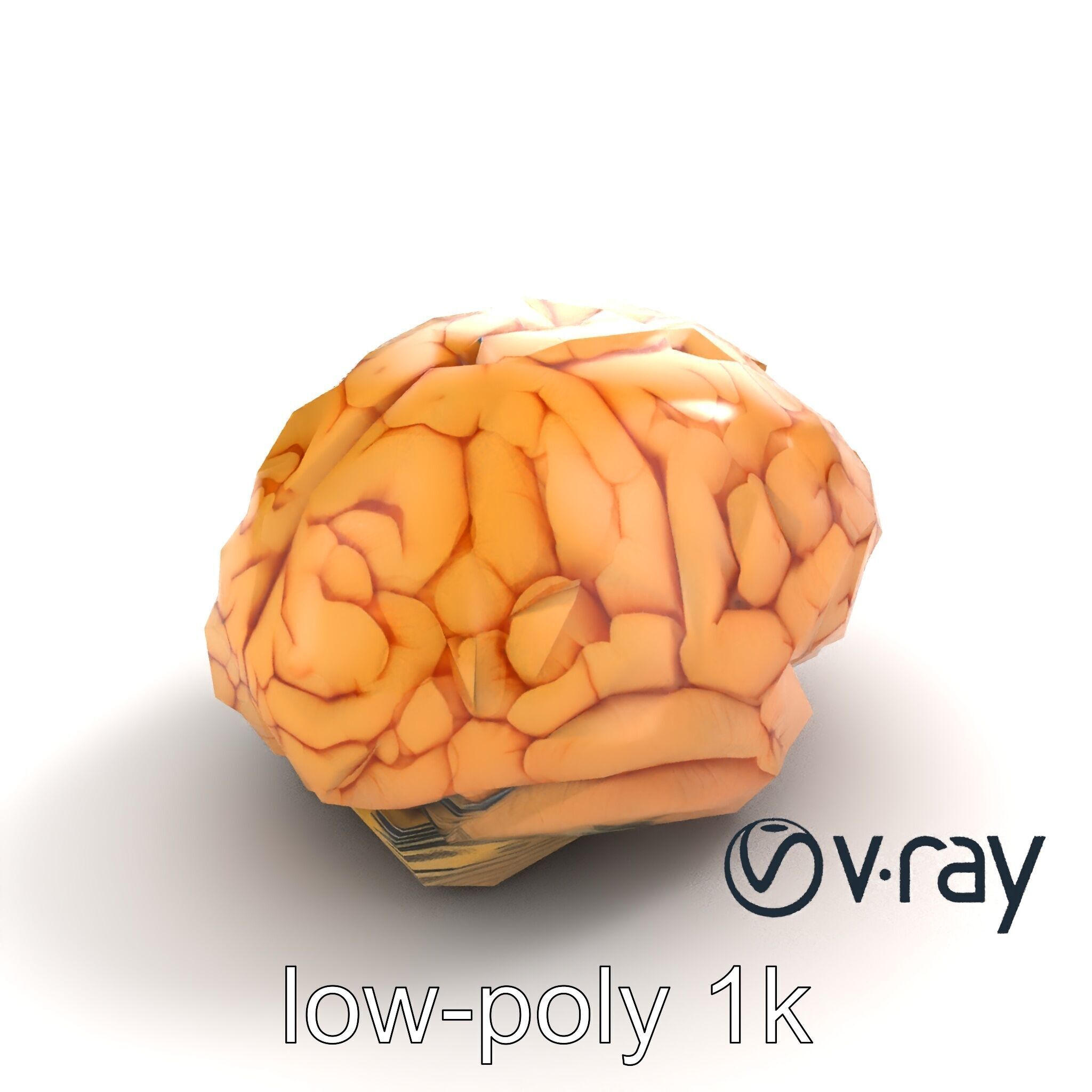 Realistic Human Brain Model Pack Low-poly 3D model_10