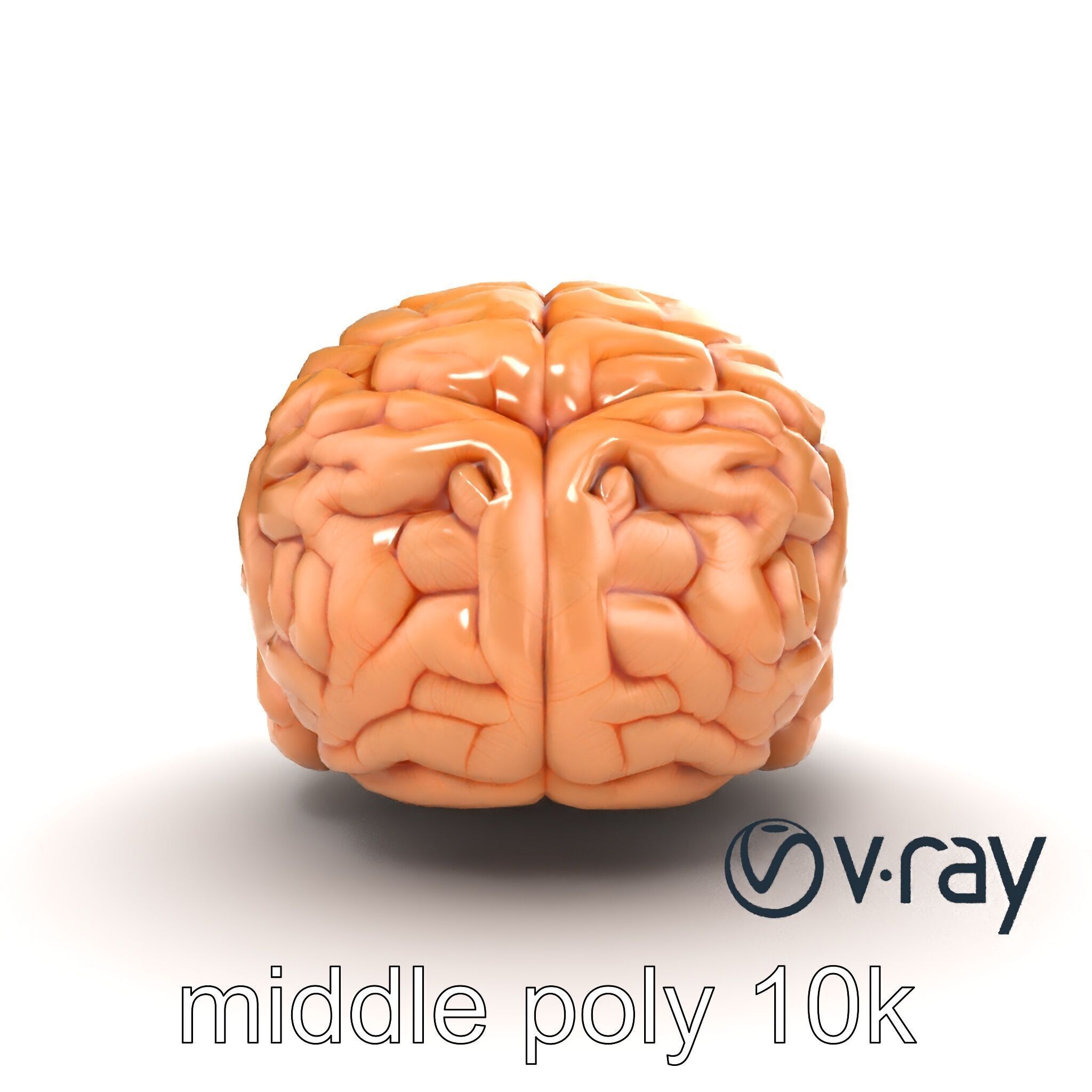 Realistic Human Brain Model Pack Low-poly 3D model_22