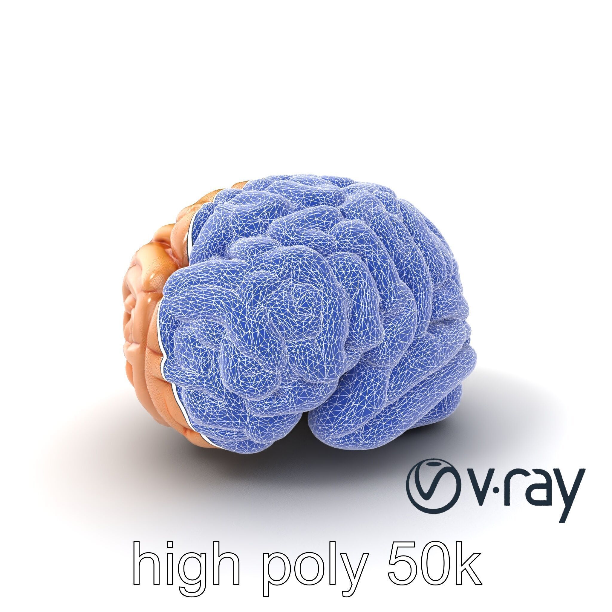 Realistic Human Brain Model Pack Low-poly 3D model_21
