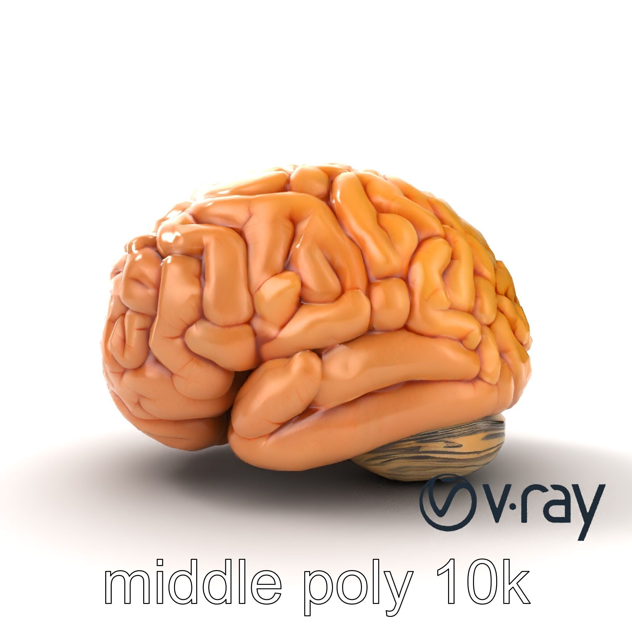 Realistic Human Brain Model Pack Low-poly 3D model_19