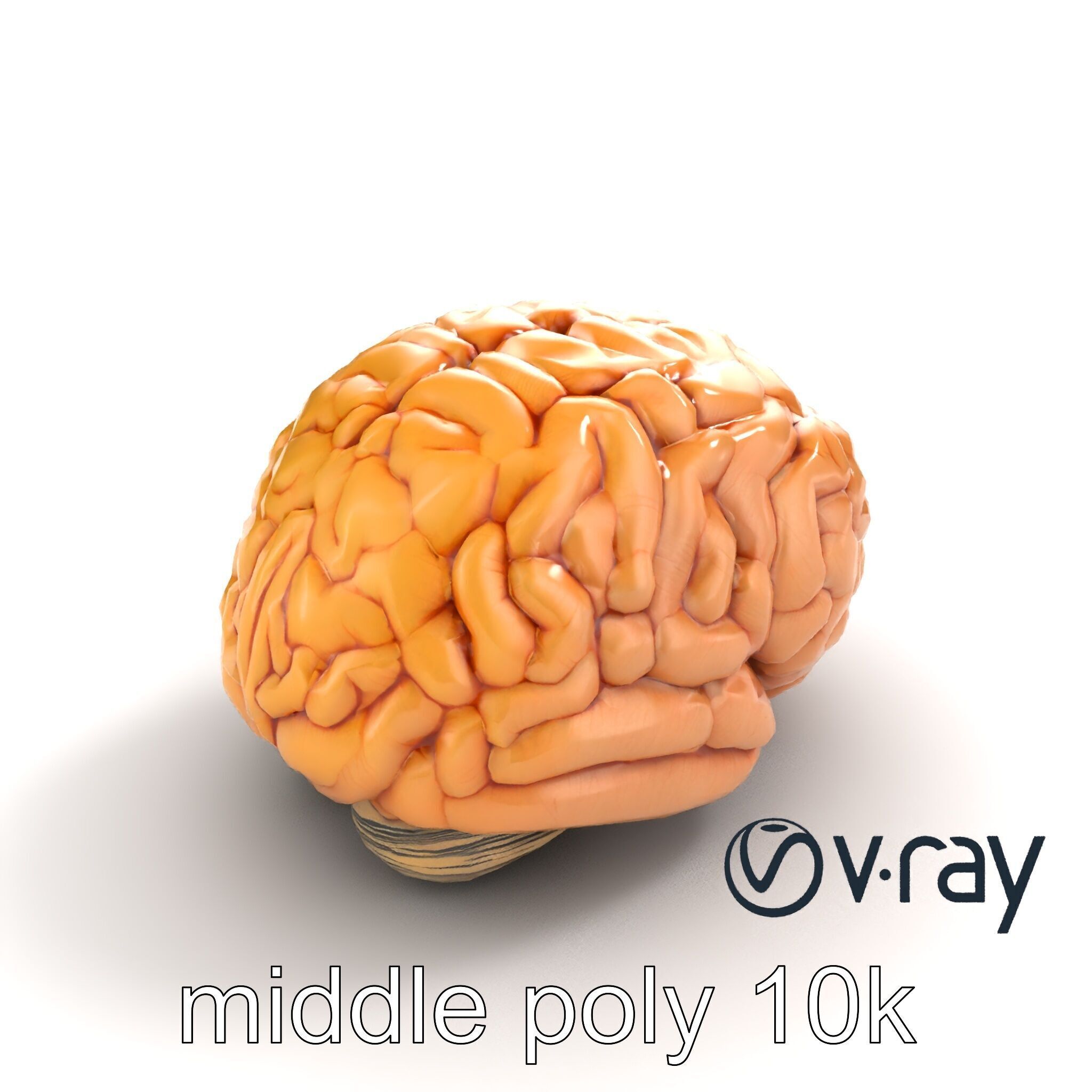 Realistic Human Brain Model Pack Low-poly 3D model_9