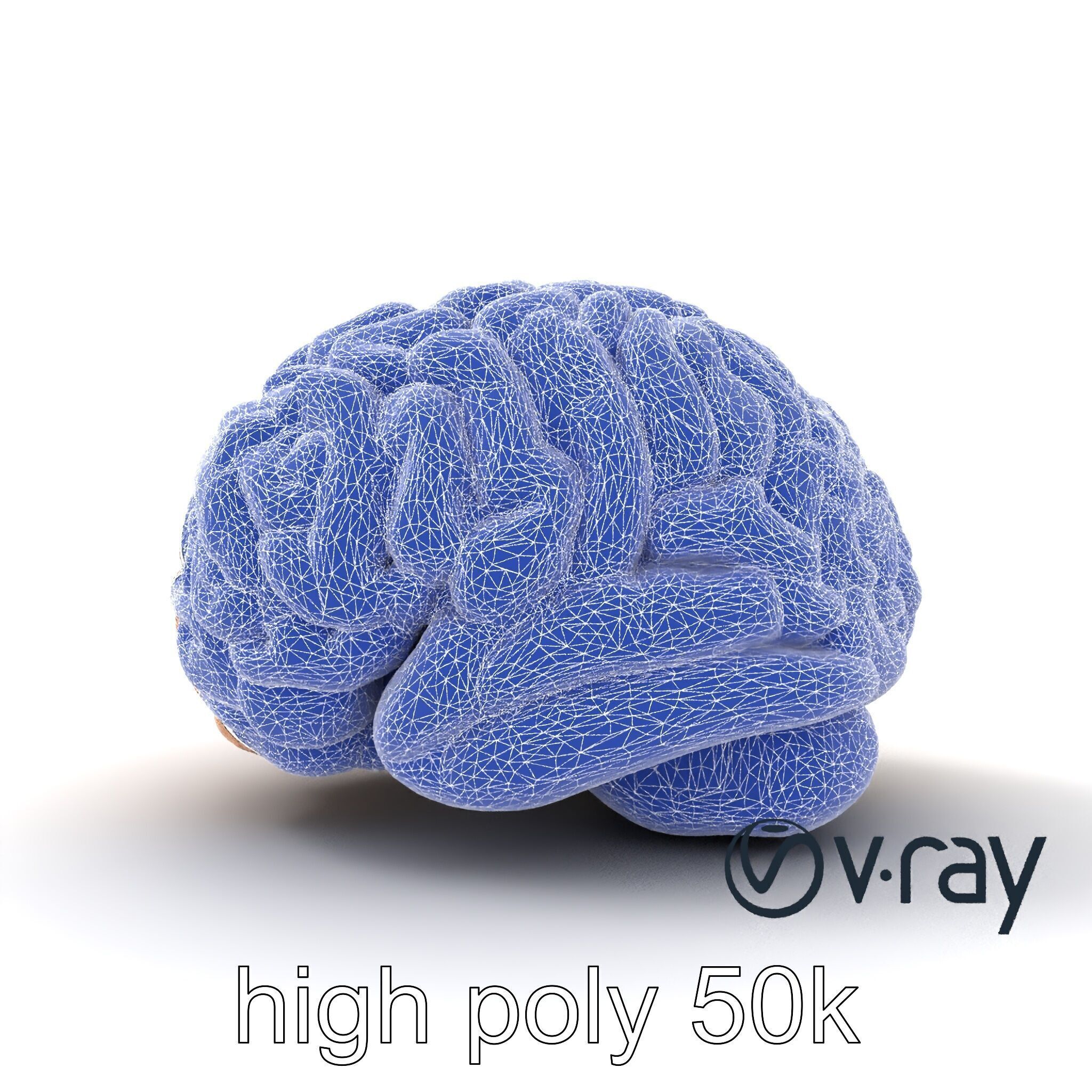 Realistic Human Brain Model Pack Low-poly 3D model_32