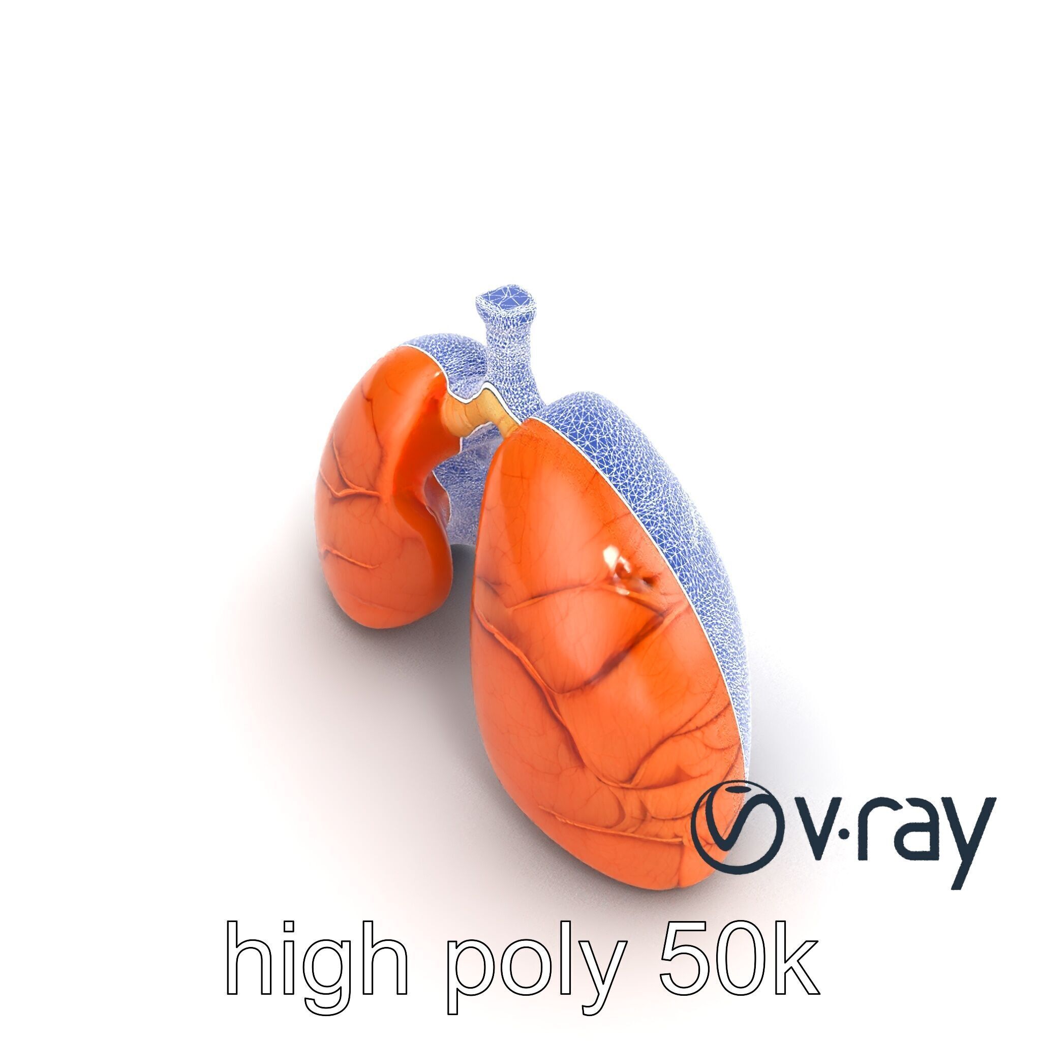 Realistic Human Lungs Anatomy model pack Low-poly 3D model_15