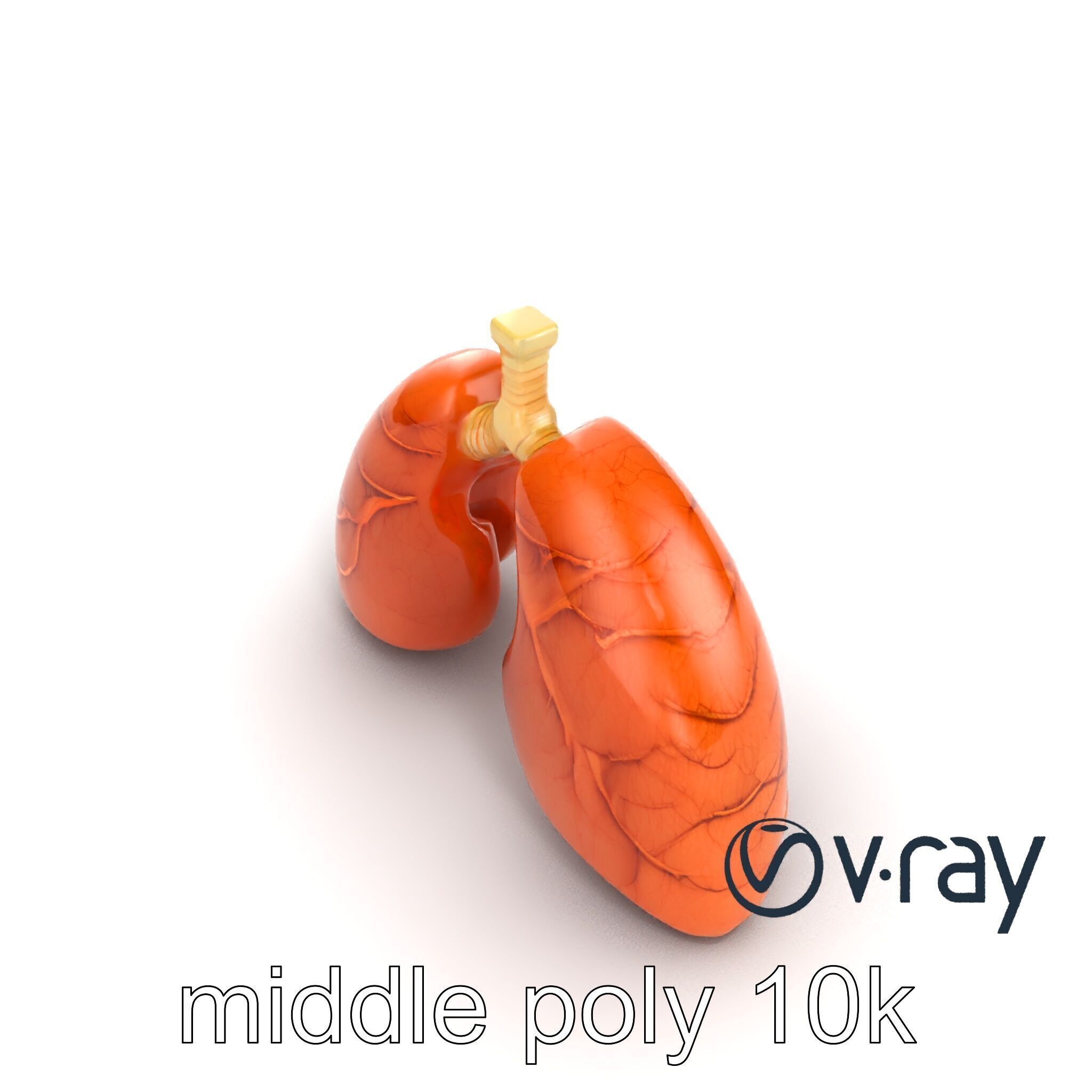Realistic Human Lungs Anatomy model pack Low-poly 3D model_28