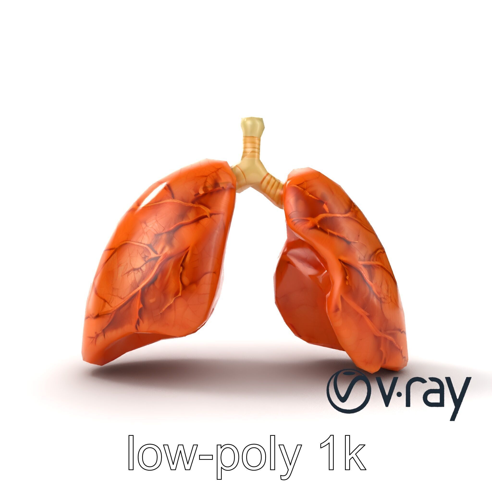 Realistic Human Lungs Anatomy model pack Low-poly 3D model_25