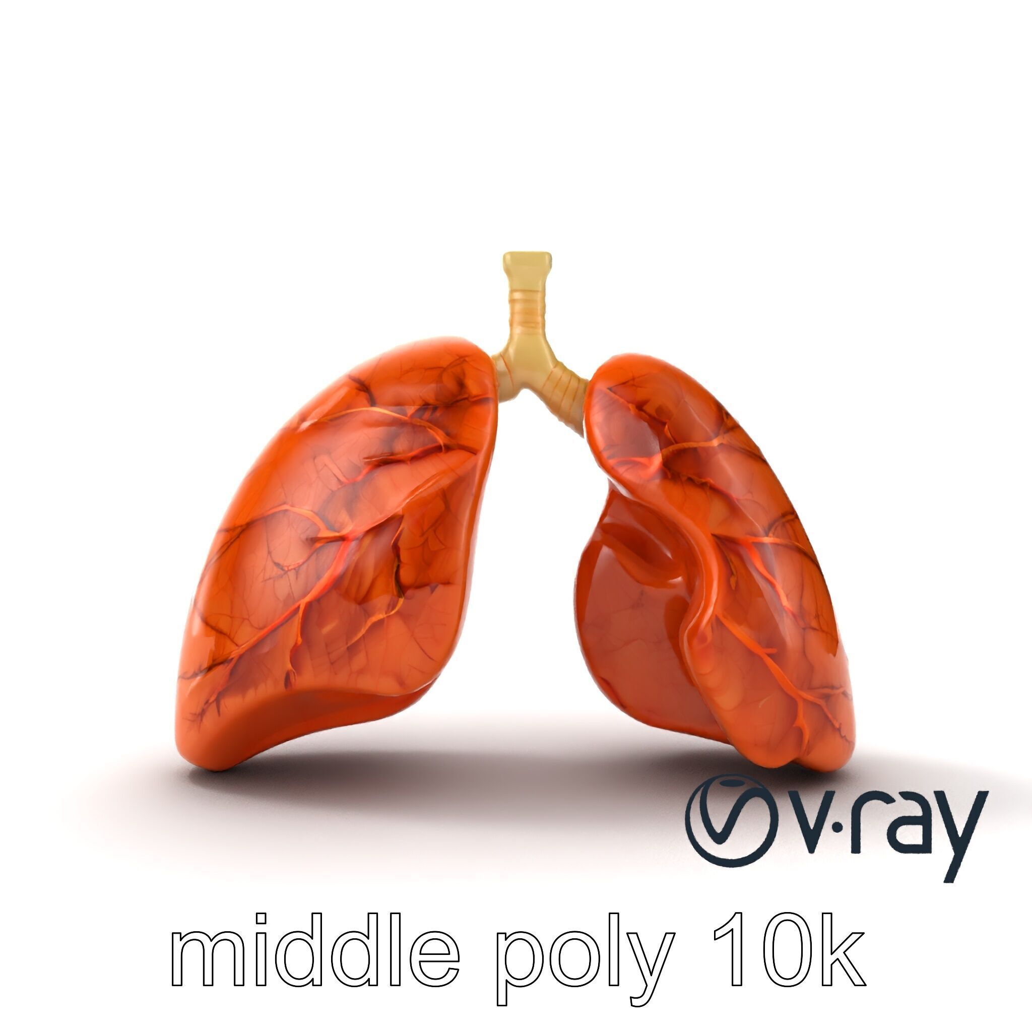 Realistic Human Lungs Anatomy model pack Low-poly 3D model_27