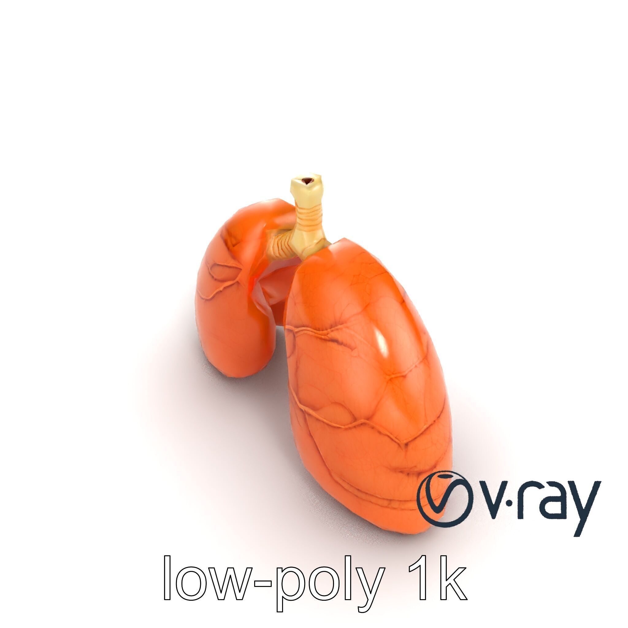 Realistic Human Lungs Anatomy model pack Low-poly 3D model_21