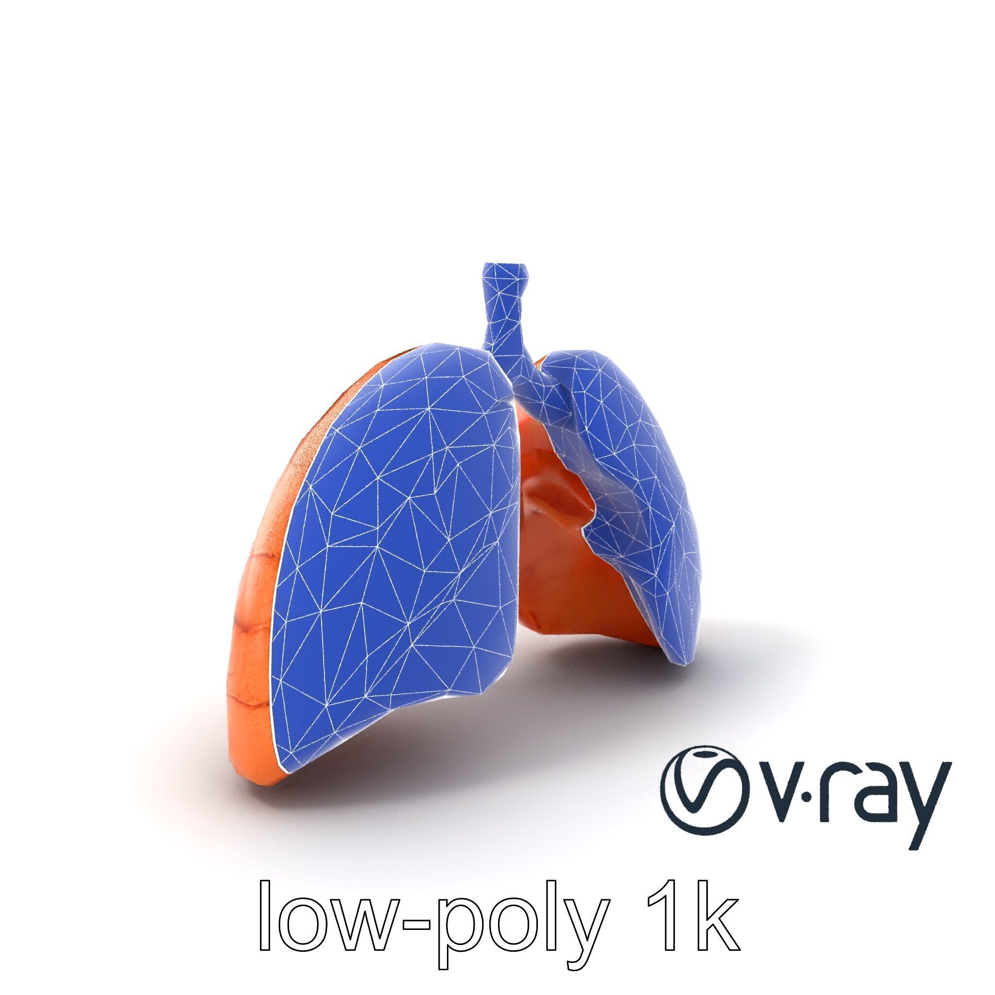 Realistic Human Lungs Anatomy model pack Low-poly 3D model_10