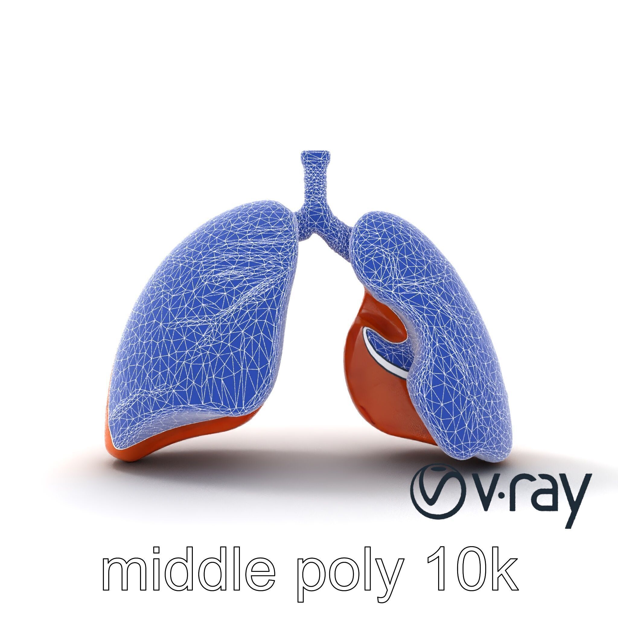 Realistic Human Lungs Anatomy model pack Low-poly 3D model_30