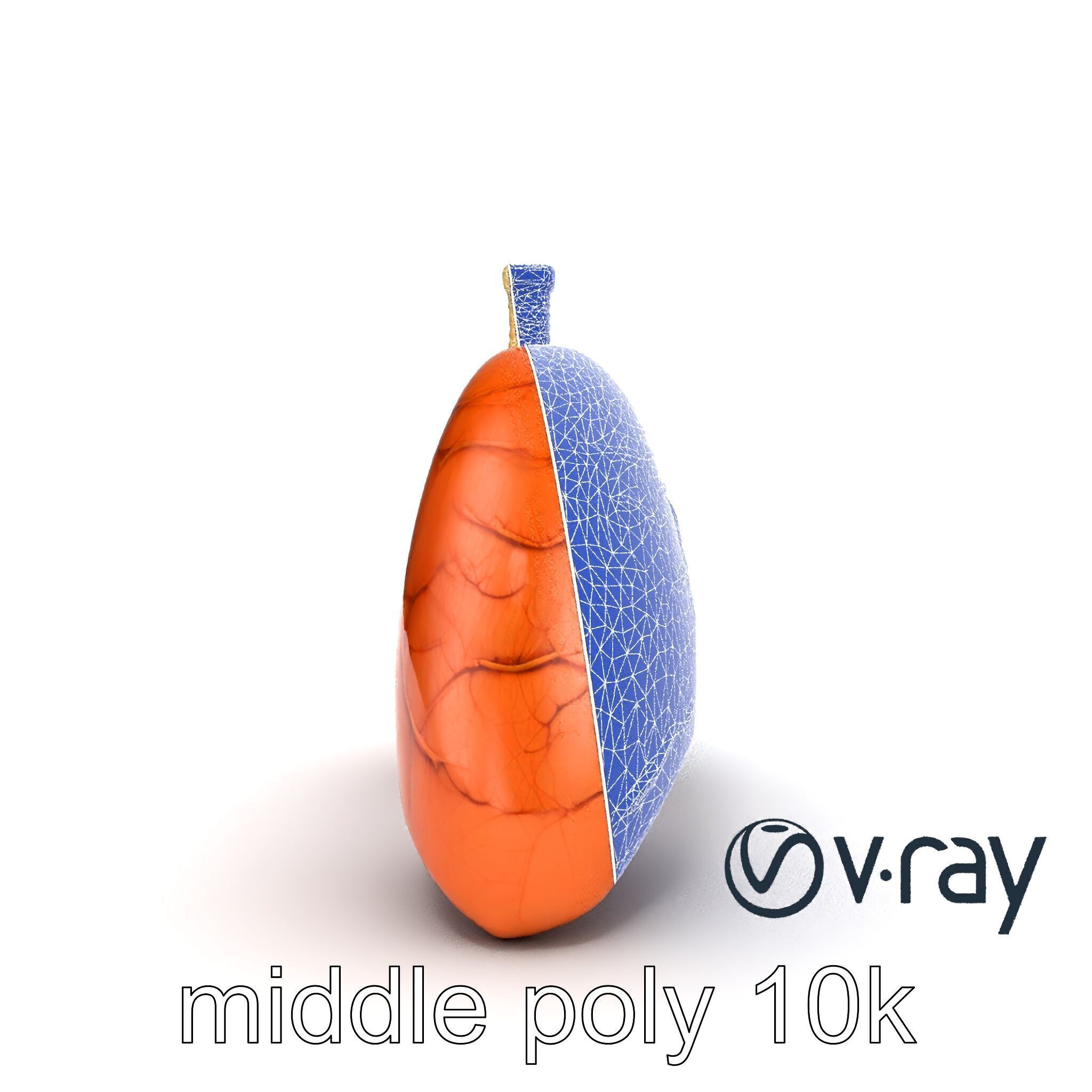 Realistic Human Lungs Anatomy model pack Low-poly 3D model_24