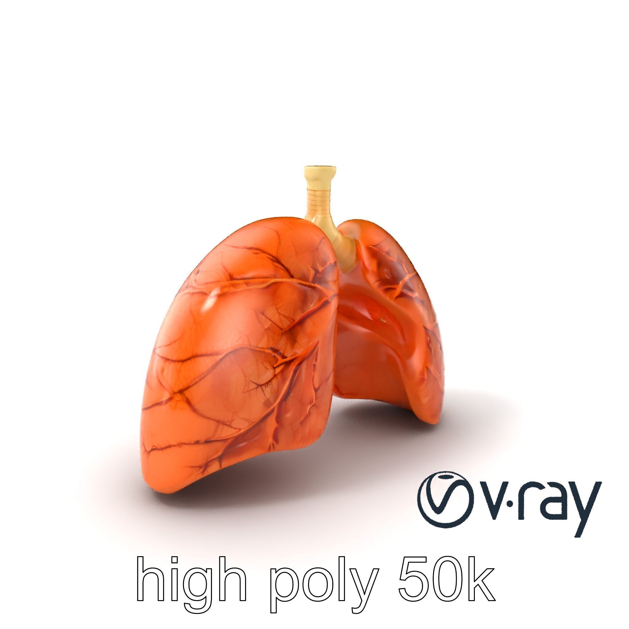 Realistic Human Lungs Anatomy model pack Low-poly 3D model_5