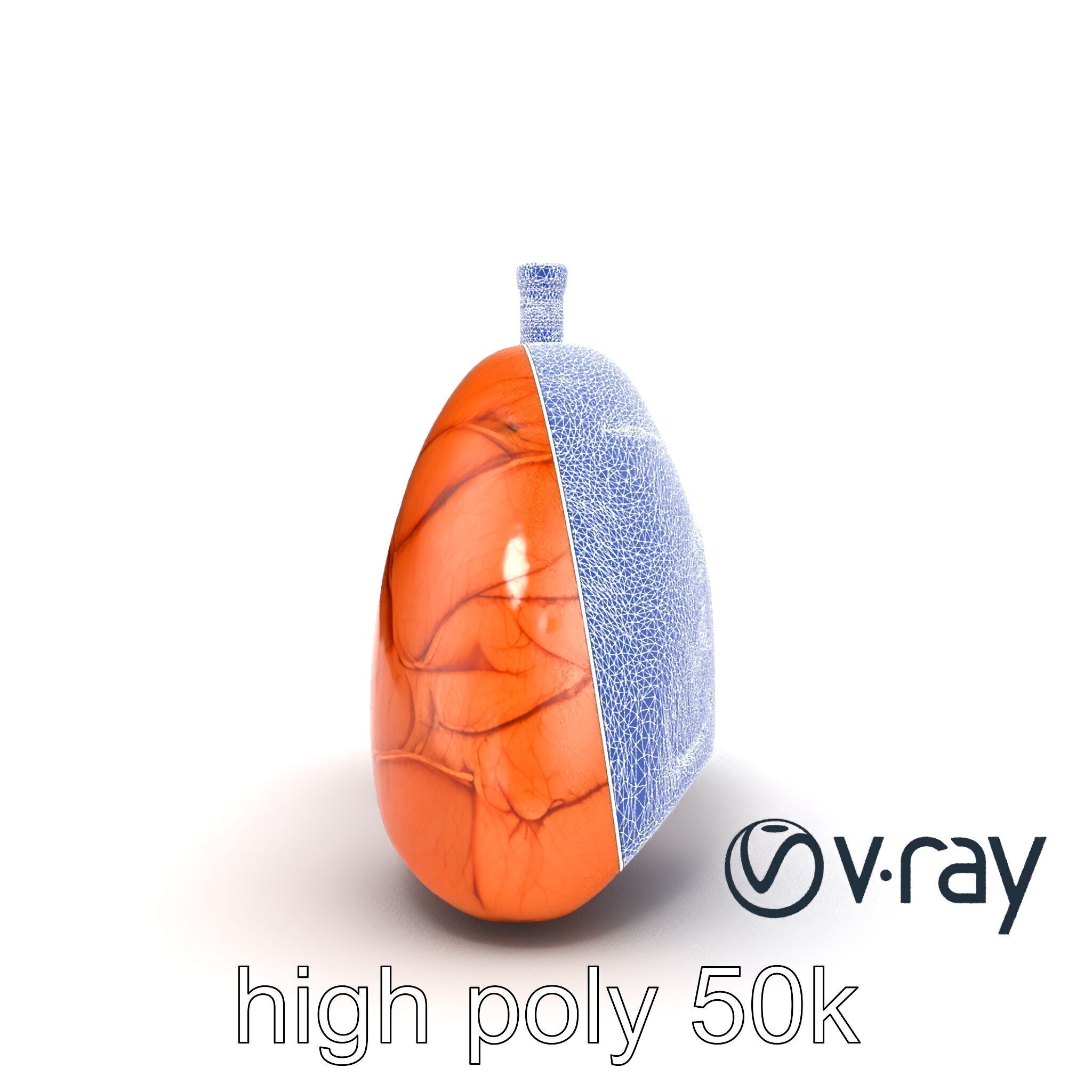 Realistic Human Lungs Anatomy model pack Low-poly 3D model_12