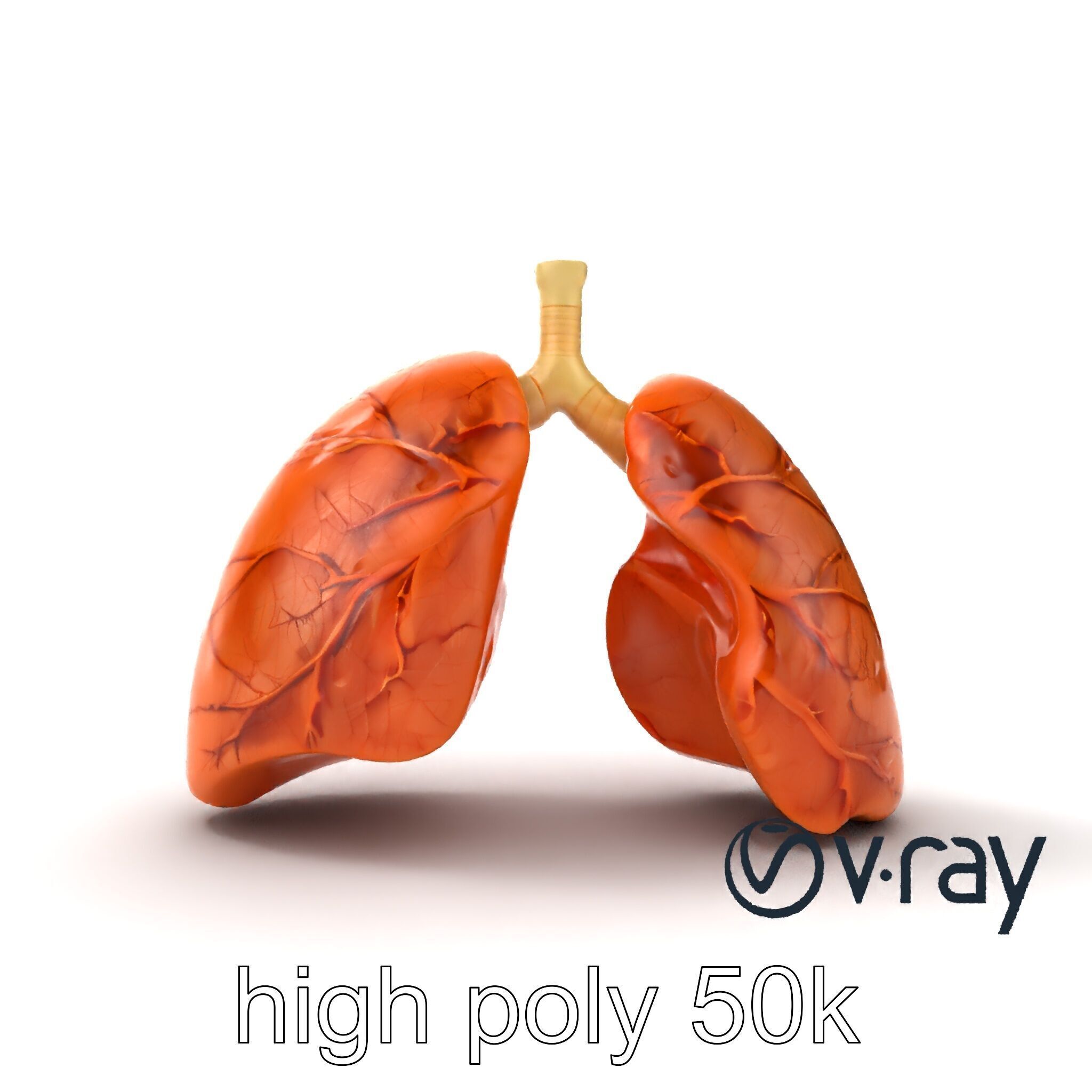 Realistic Human Lungs Anatomy model pack Low-poly 3D model_23