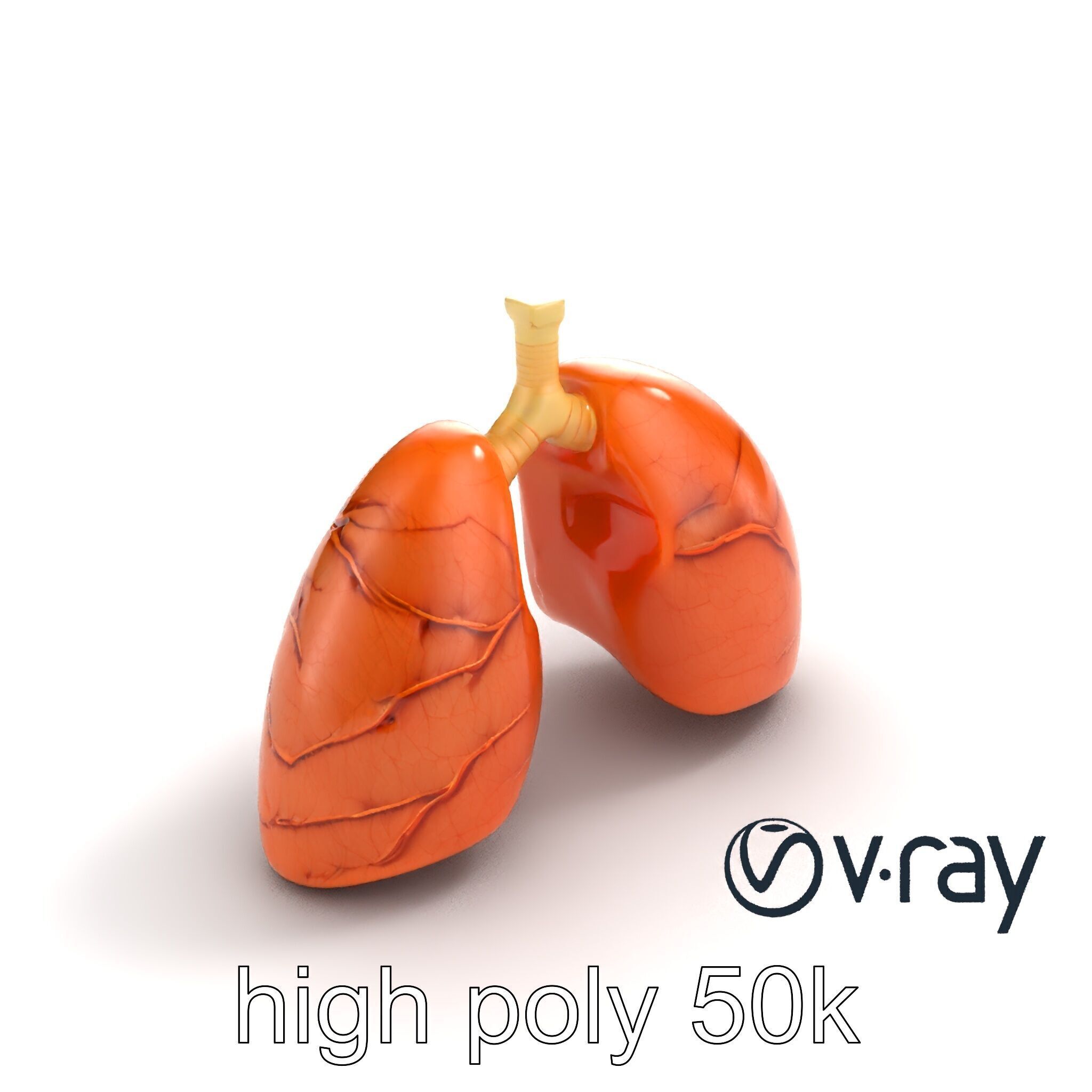 Realistic Human Lungs Anatomy model pack Low-poly 3D model_8