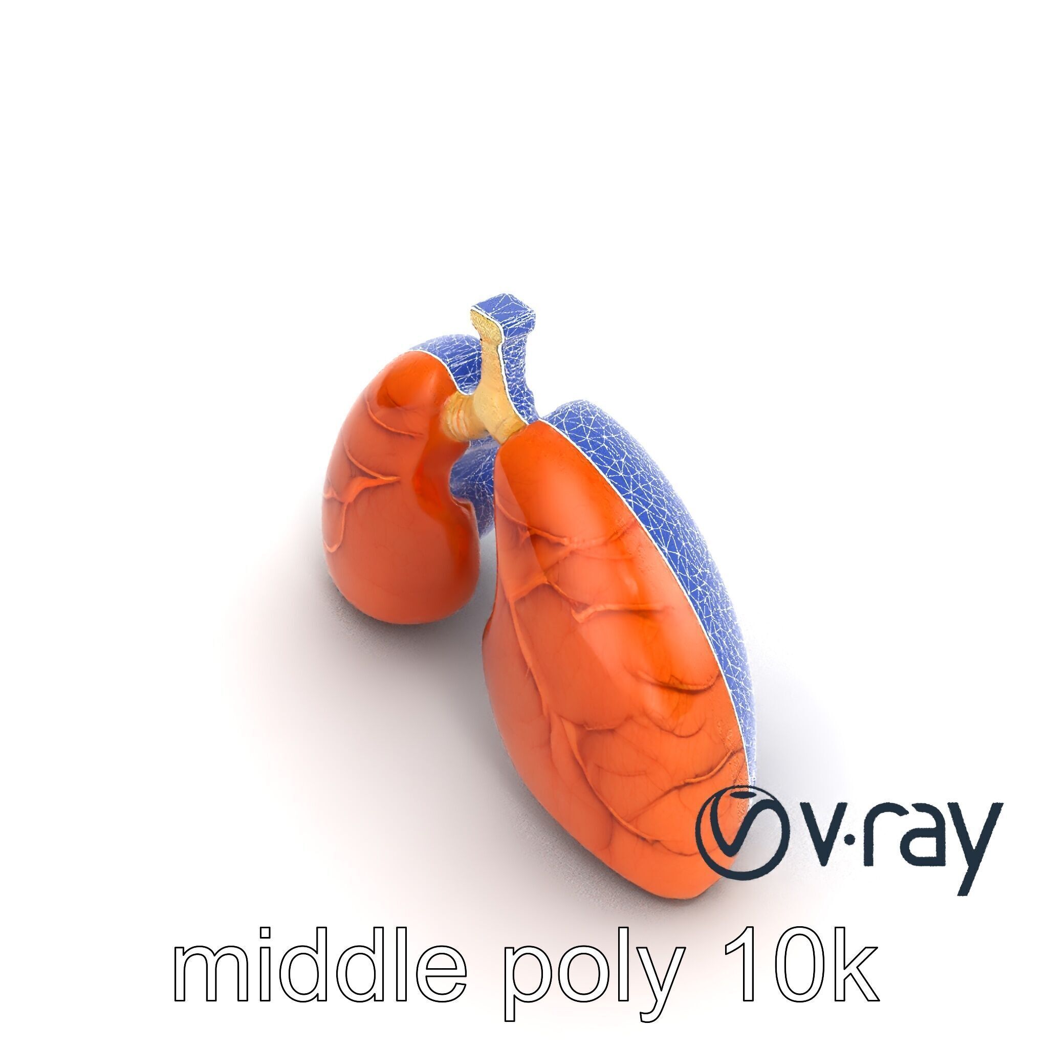Realistic Human Lungs Anatomy model pack Low-poly 3D model_13