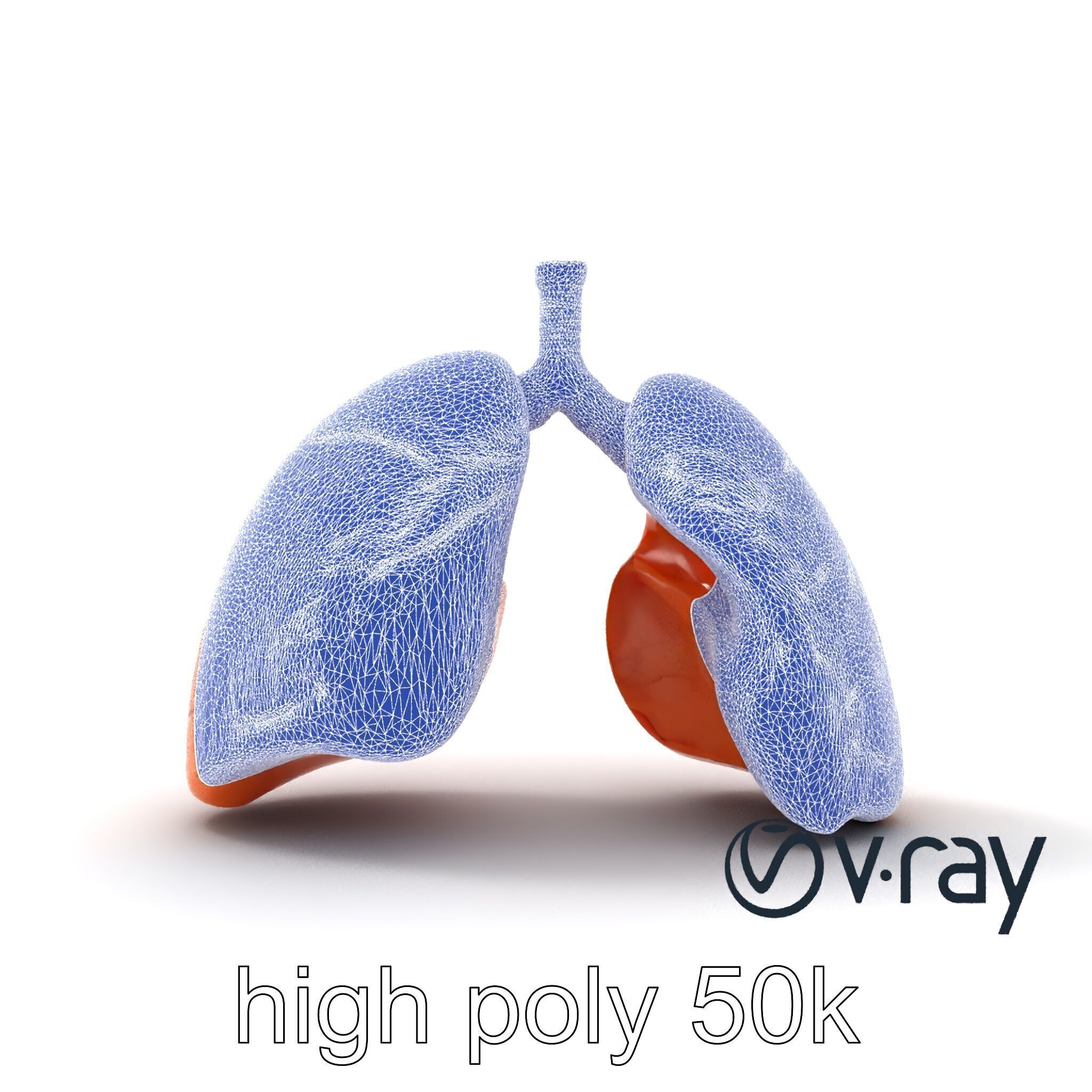 Realistic Human Lungs Anatomy model pack Low-poly 3D model_31