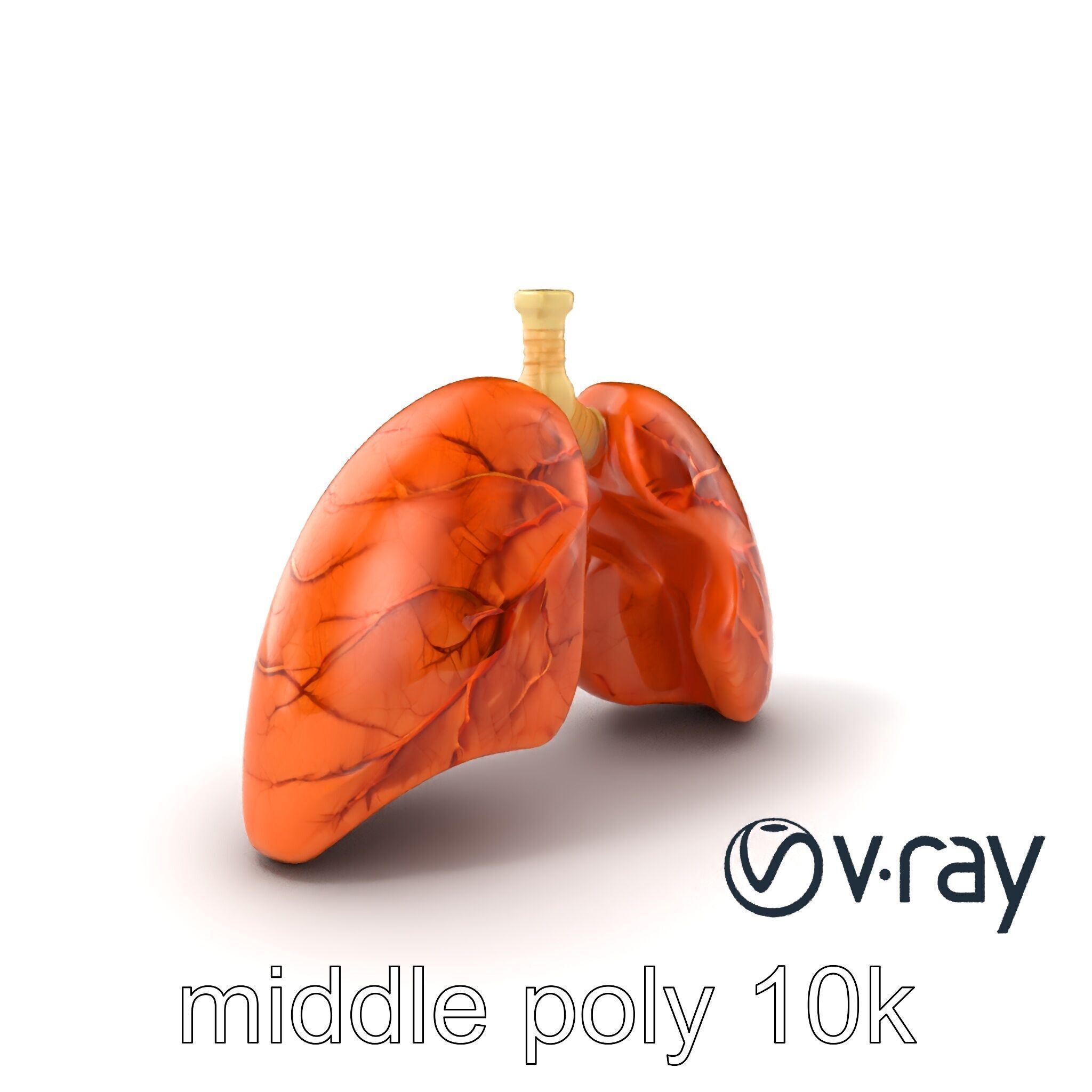 Realistic Human Lungs Anatomy model pack Low-poly 3D model_3
