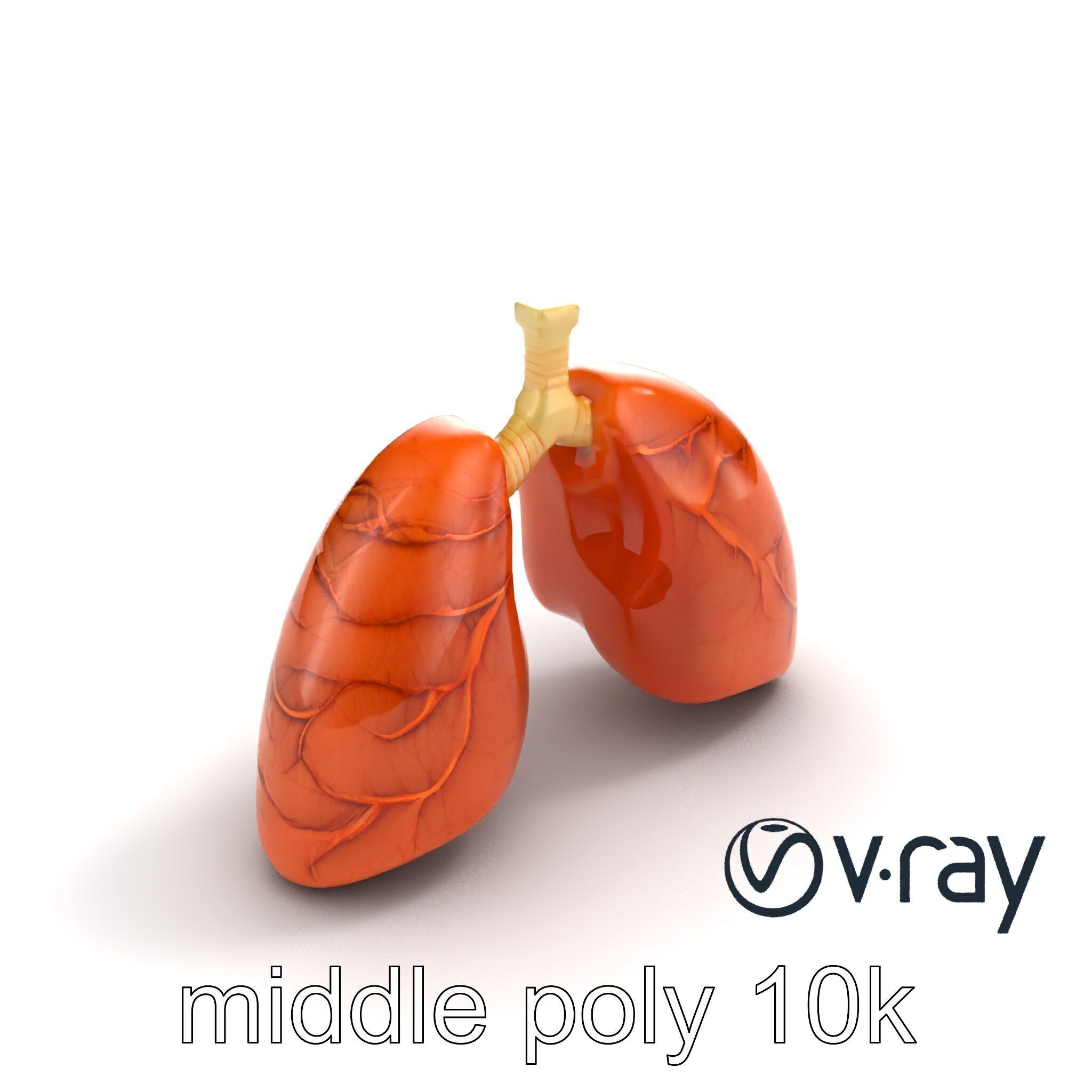 Realistic Human Lungs Anatomy model pack Low-poly 3D model_9