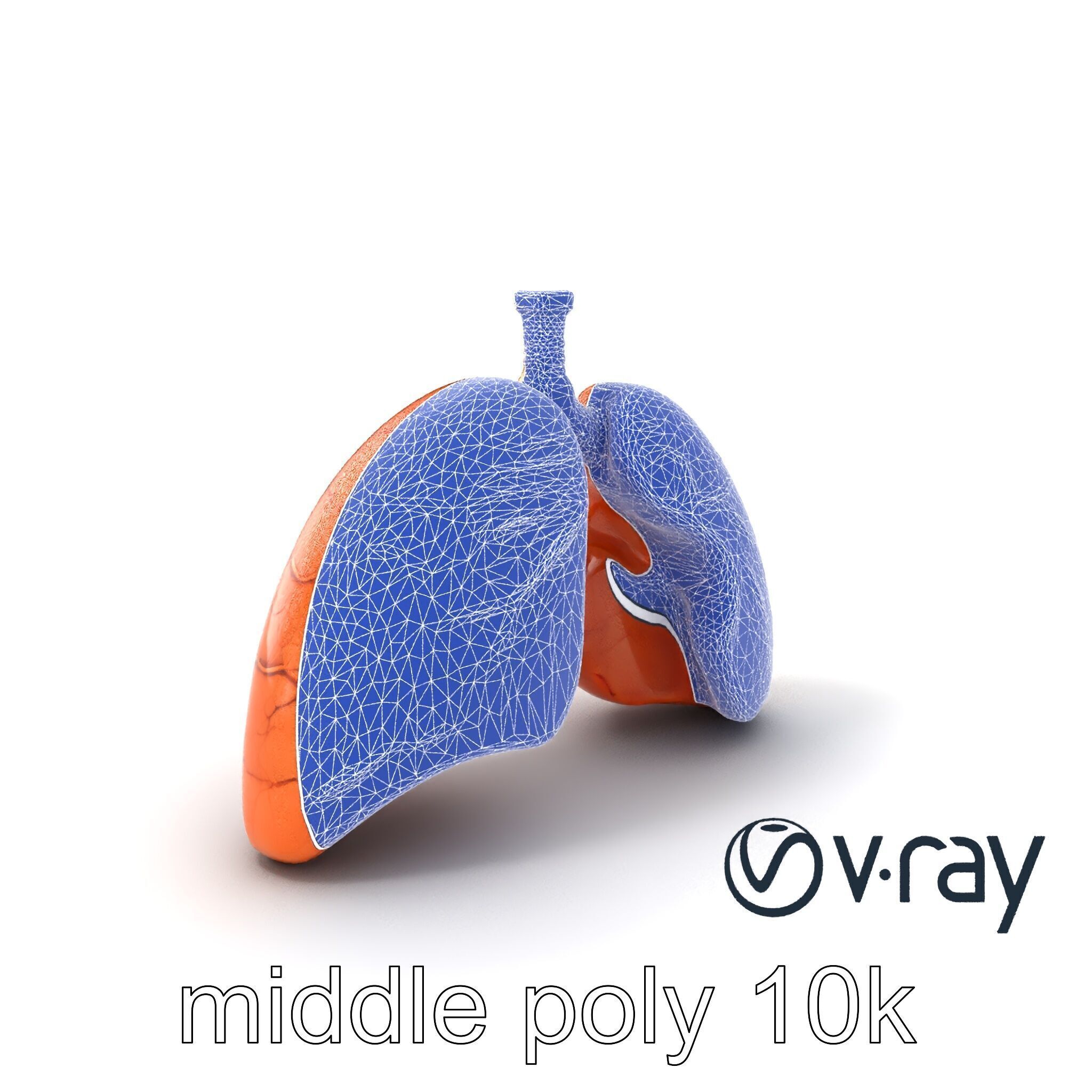 Realistic Human Lungs Anatomy model pack Low-poly 3D model_6