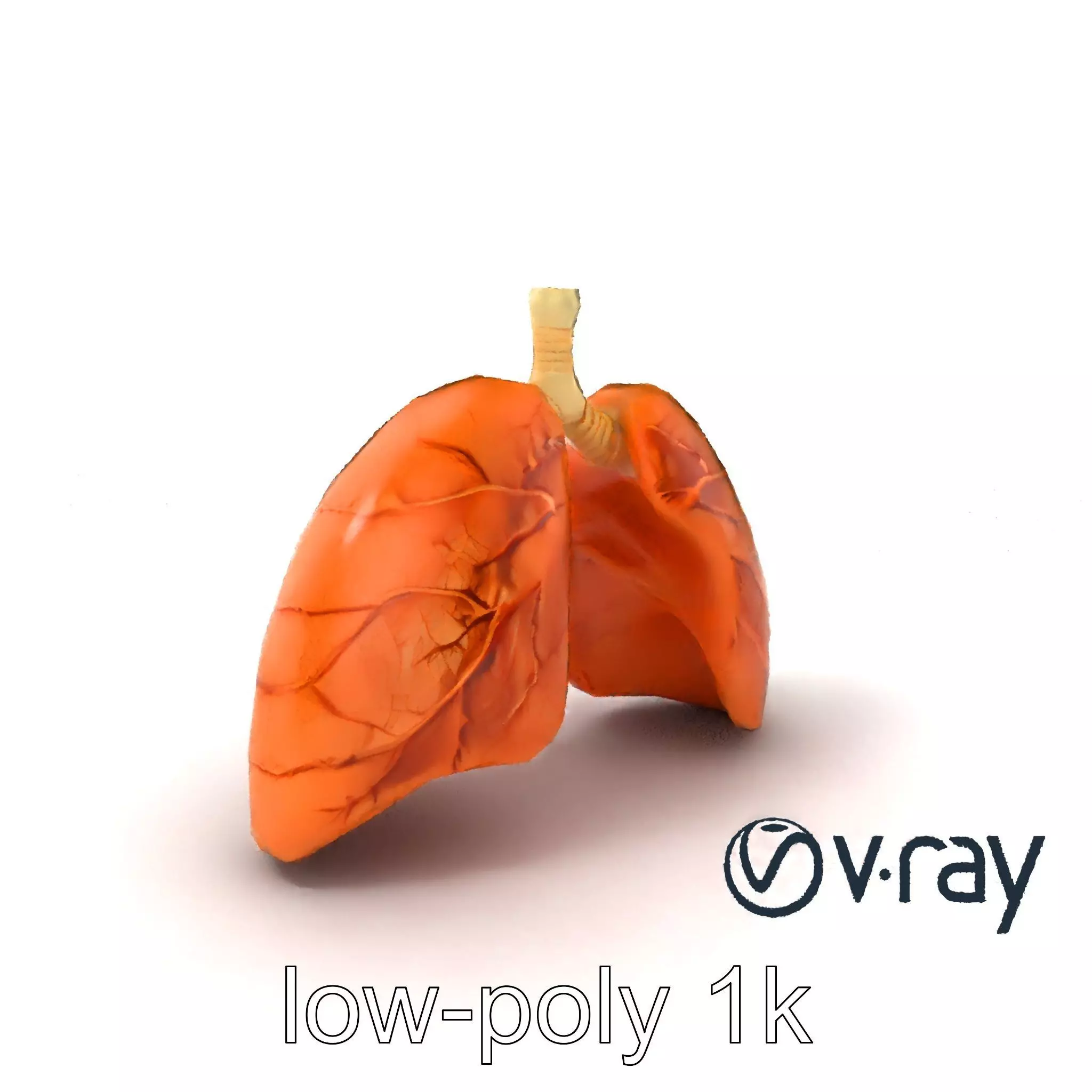 Realistic Human Lungs Anatomy model pack Low-poly 3D model_0