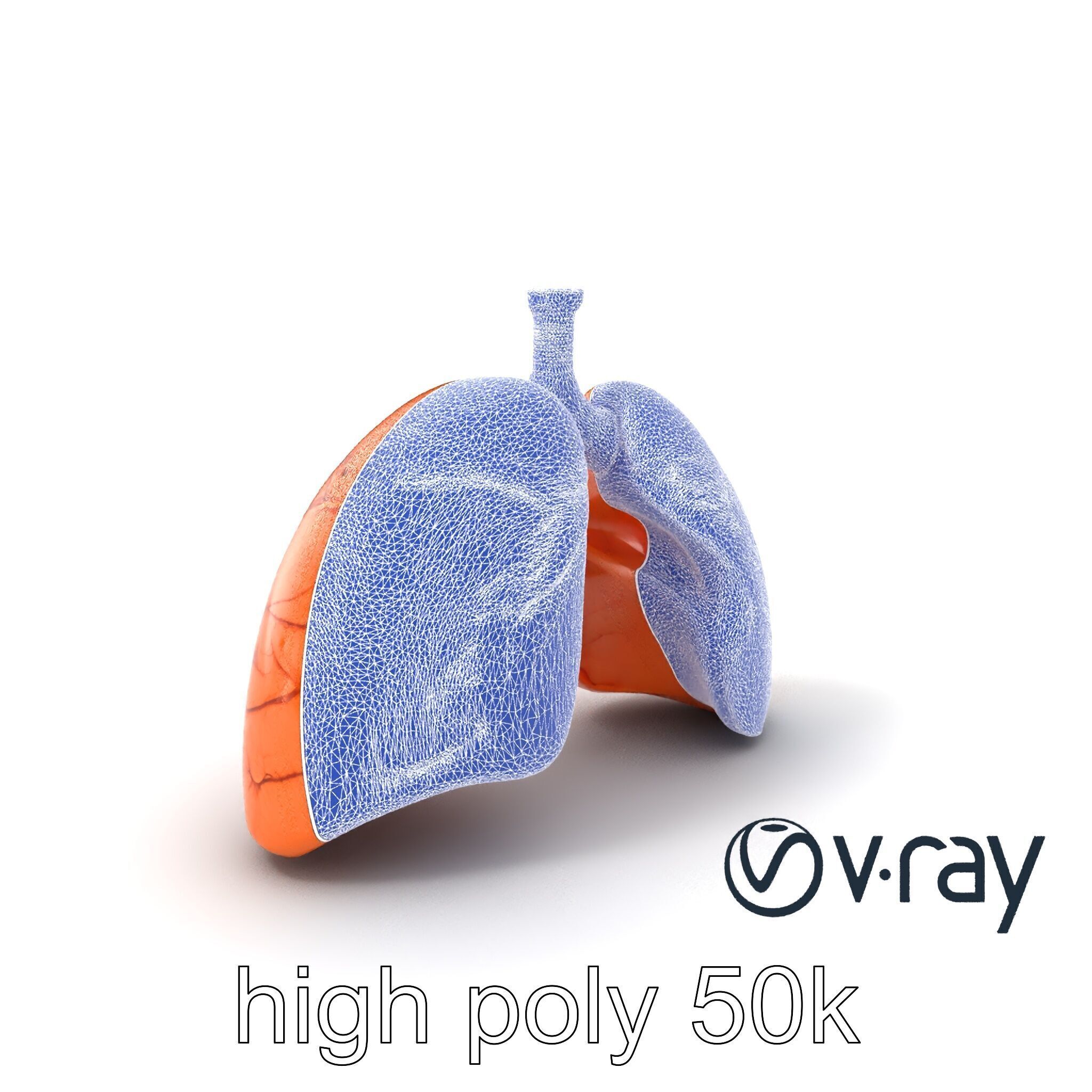 Realistic Human Lungs Anatomy model pack Low-poly 3D model_32
