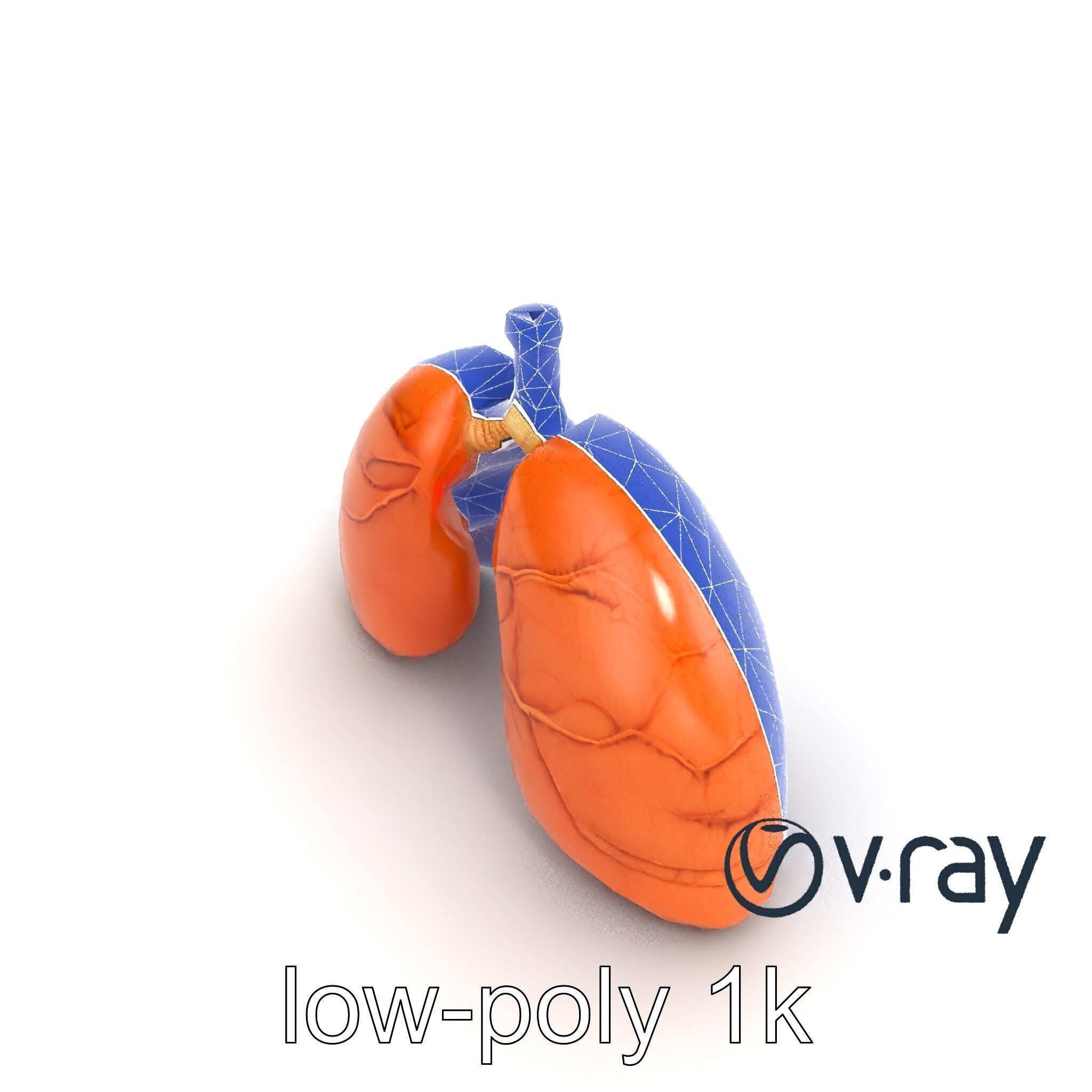 Realistic Human Lungs Anatomy model pack Low-poly 3D model_17