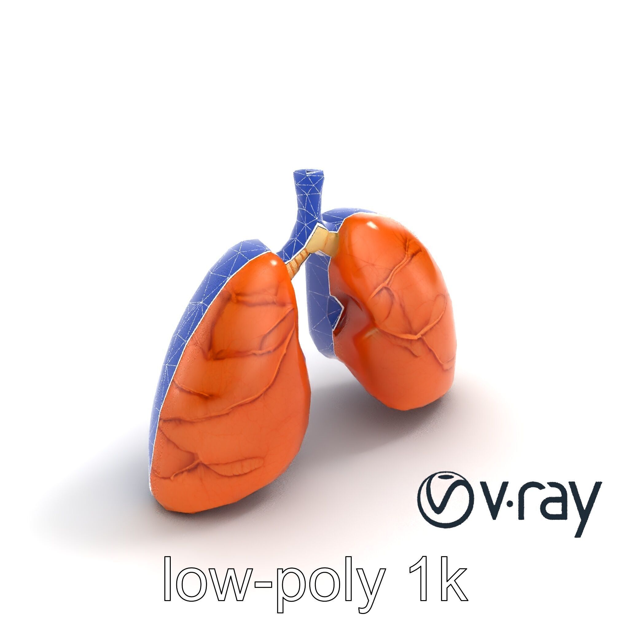 Realistic Human Lungs Anatomy model pack Low-poly 3D model_26