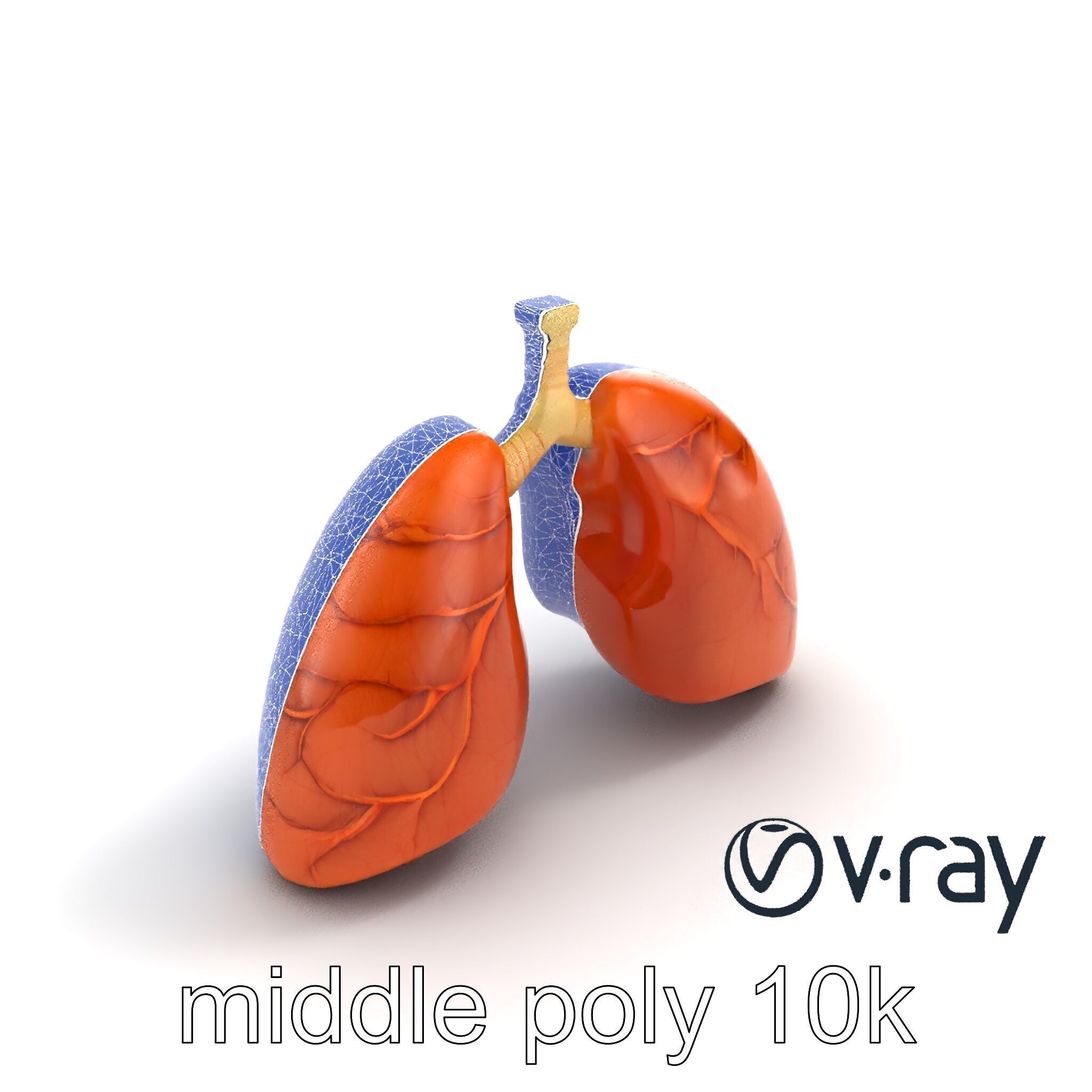 Realistic Human Lungs Anatomy model pack Low-poly 3D model_19