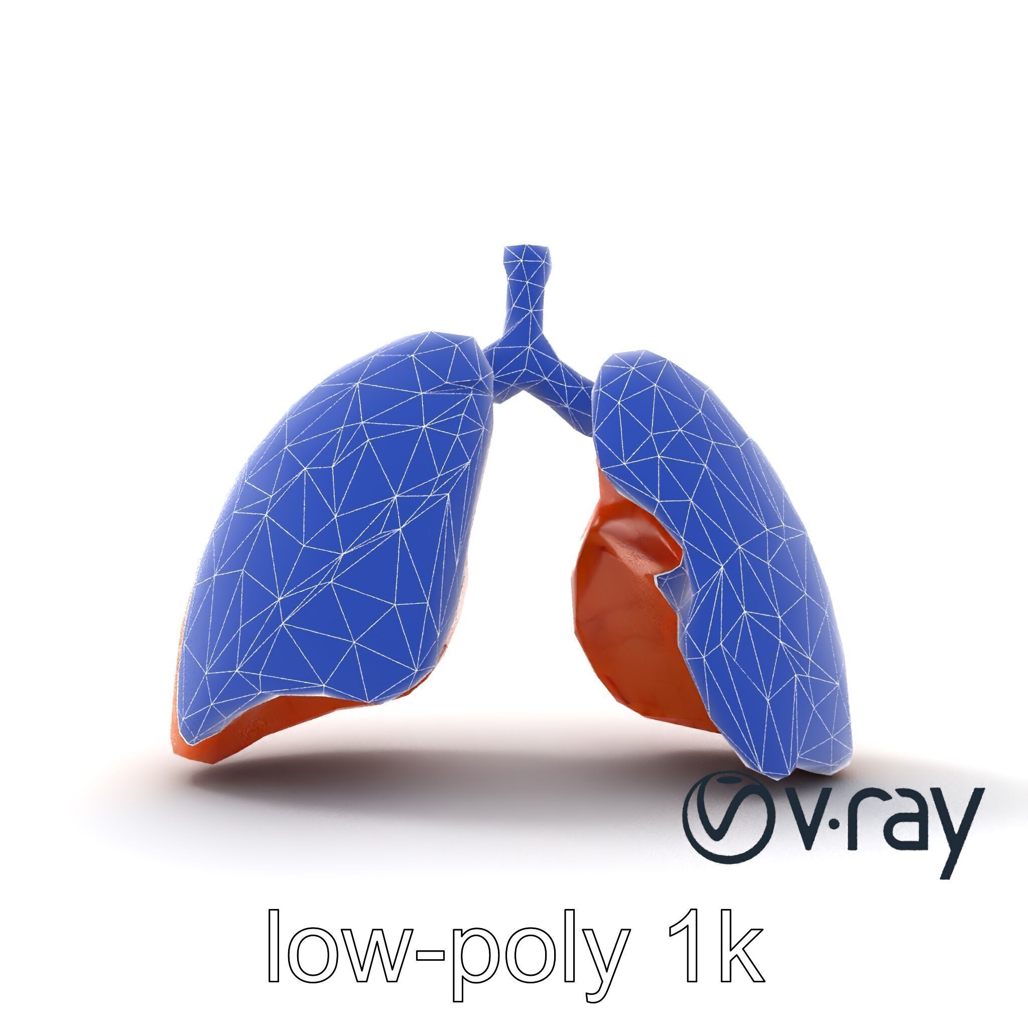 Realistic Human Lungs Anatomy model pack Low-poly 3D model_29