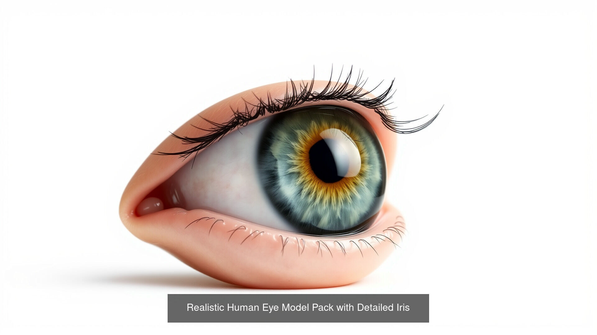 Human organs Collection Pack _25