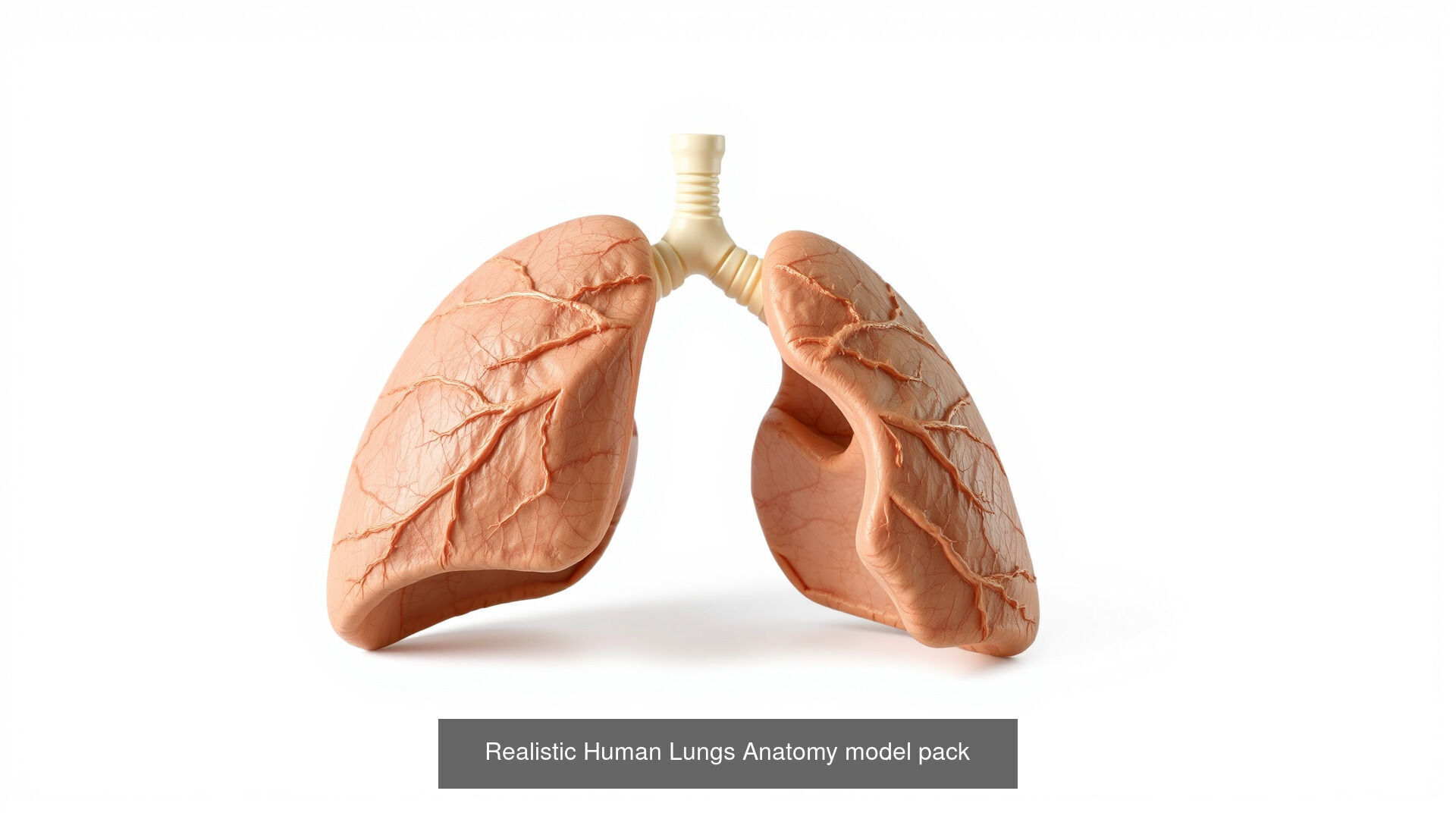 Human organs Collection Pack _26