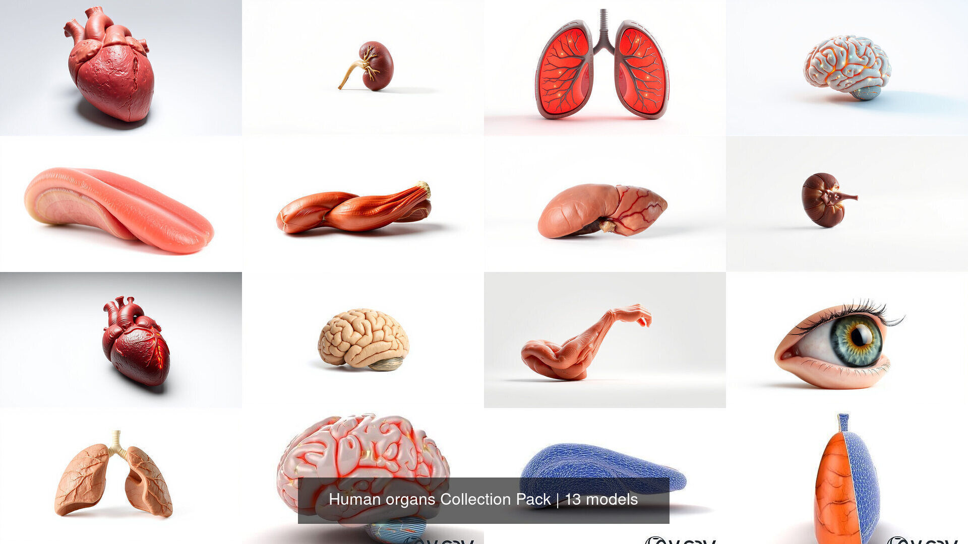 Human organs Collection Pack _16