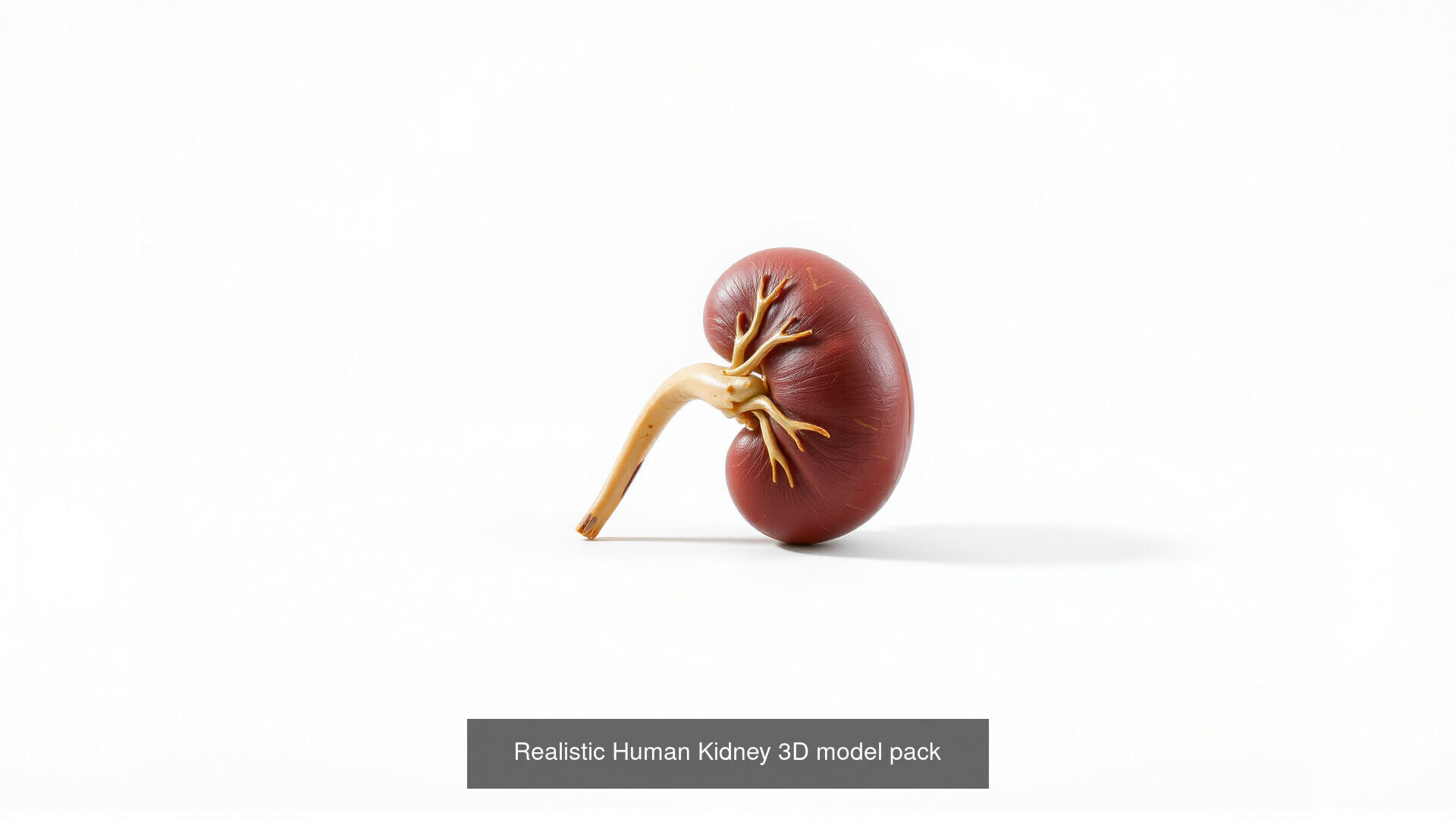 Human organs Collection Pack _15