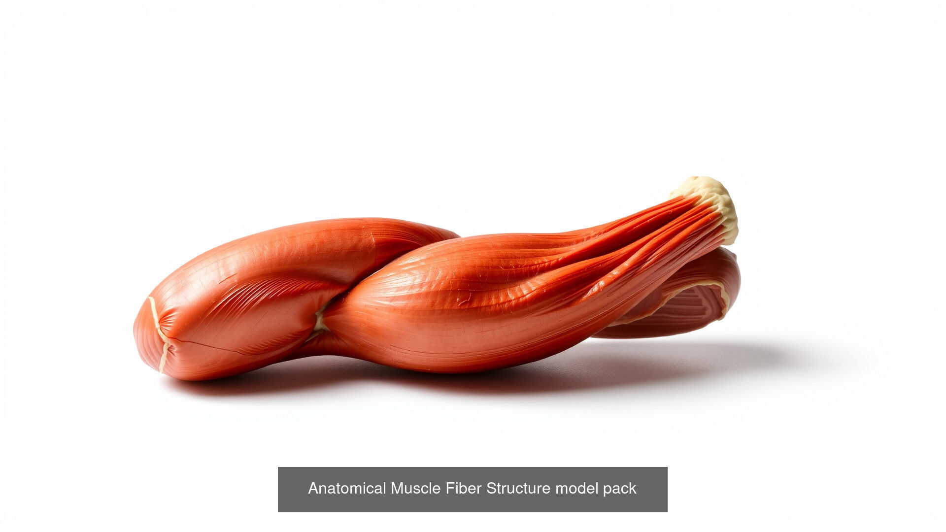 Human organs Collection Pack _19