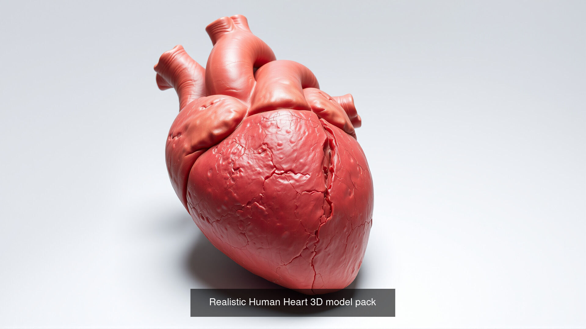 Human organs Collection Pack _14