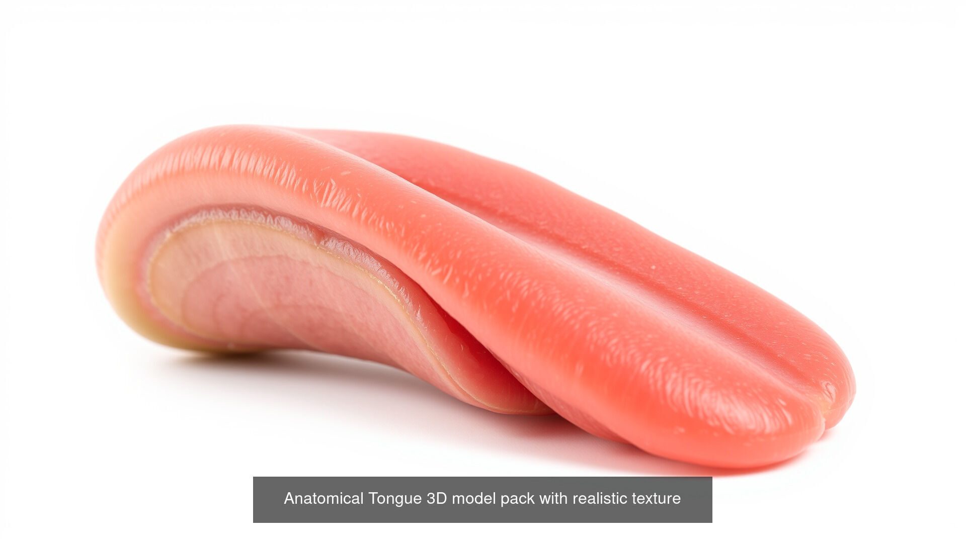 Human organs Collection Pack _18