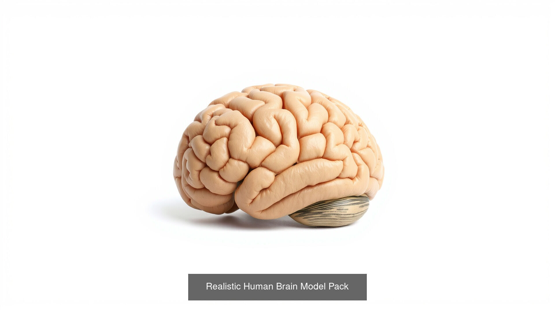 Human organs Collection Pack _23