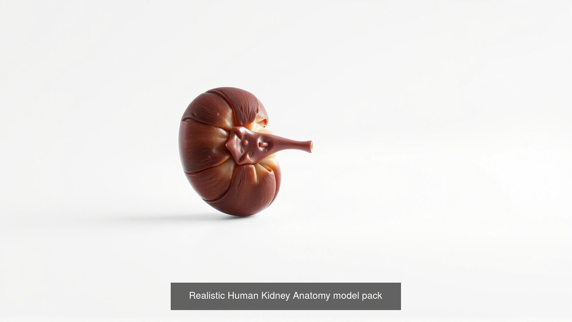 Human organs Collection Pack _21