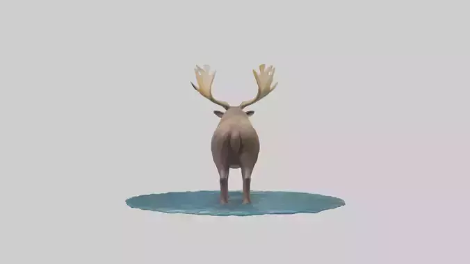 Moose standing in water model Low-poly 3D model
