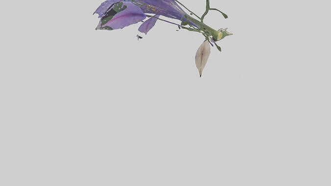 Morning Glory model Low-poly 3D model 4