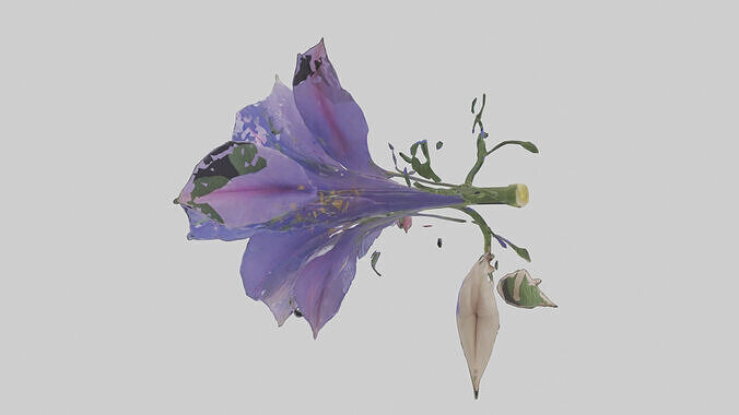 Morning Glory model Low-poly 3D model 2