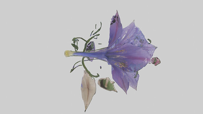 Morning Glory model Low-poly 3D model 3