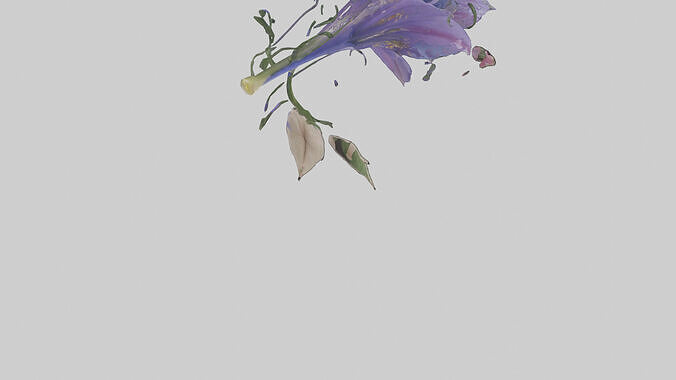 Morning Glory model Low-poly 3D model 5