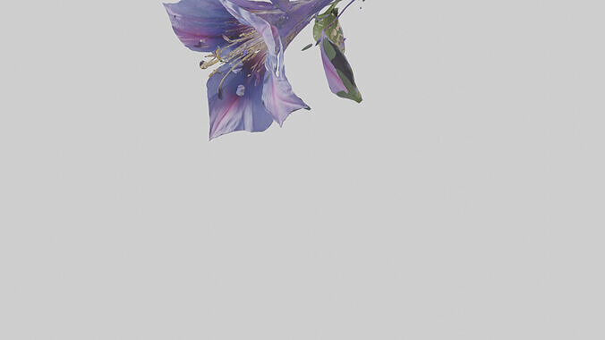 Morning Glory model Low-poly 3D model 6