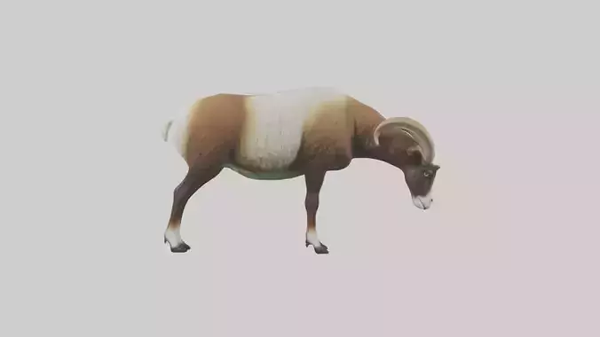 Mouflon sheep grazing model Low-poly 3D model