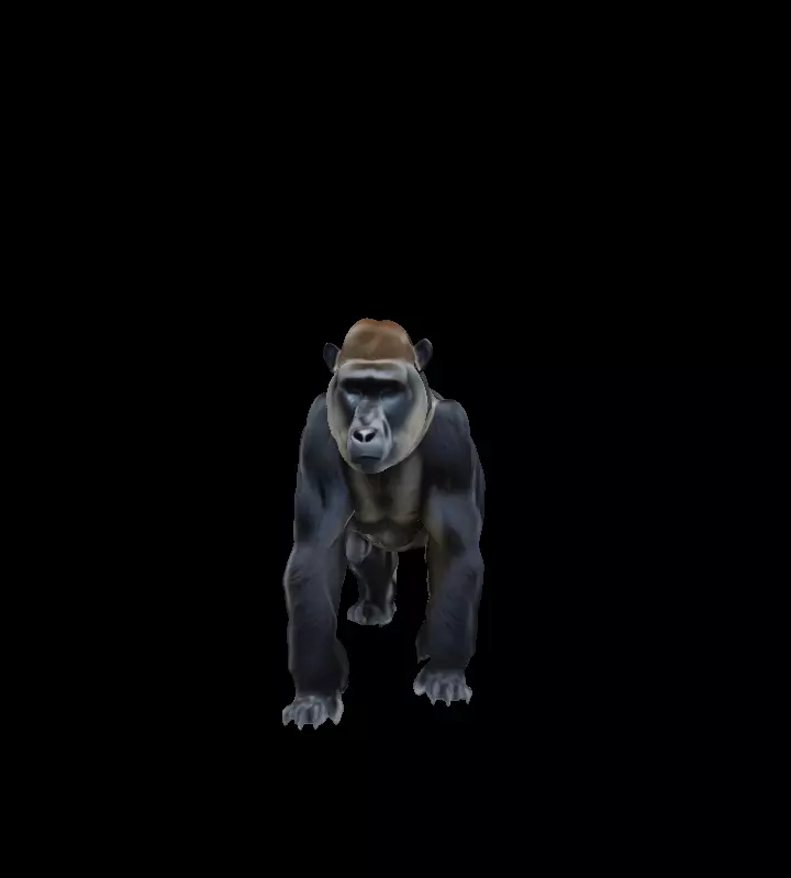 Gorilla  Low-poly 3D model_0