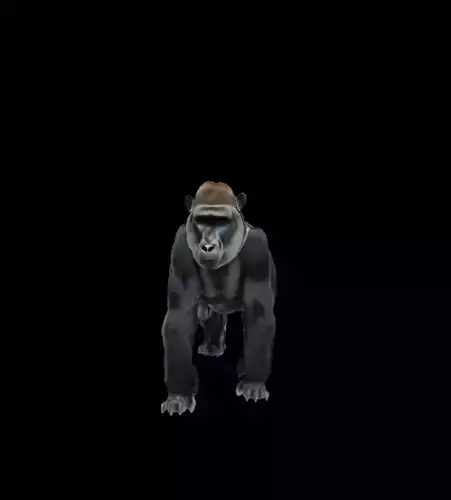 Gorilla 