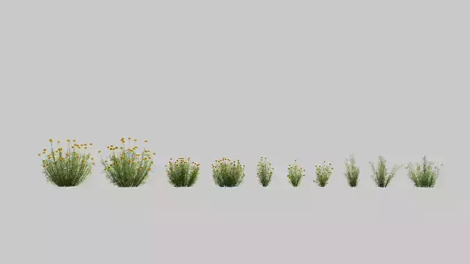 Santolina Rosmarinifolia Set 3D model