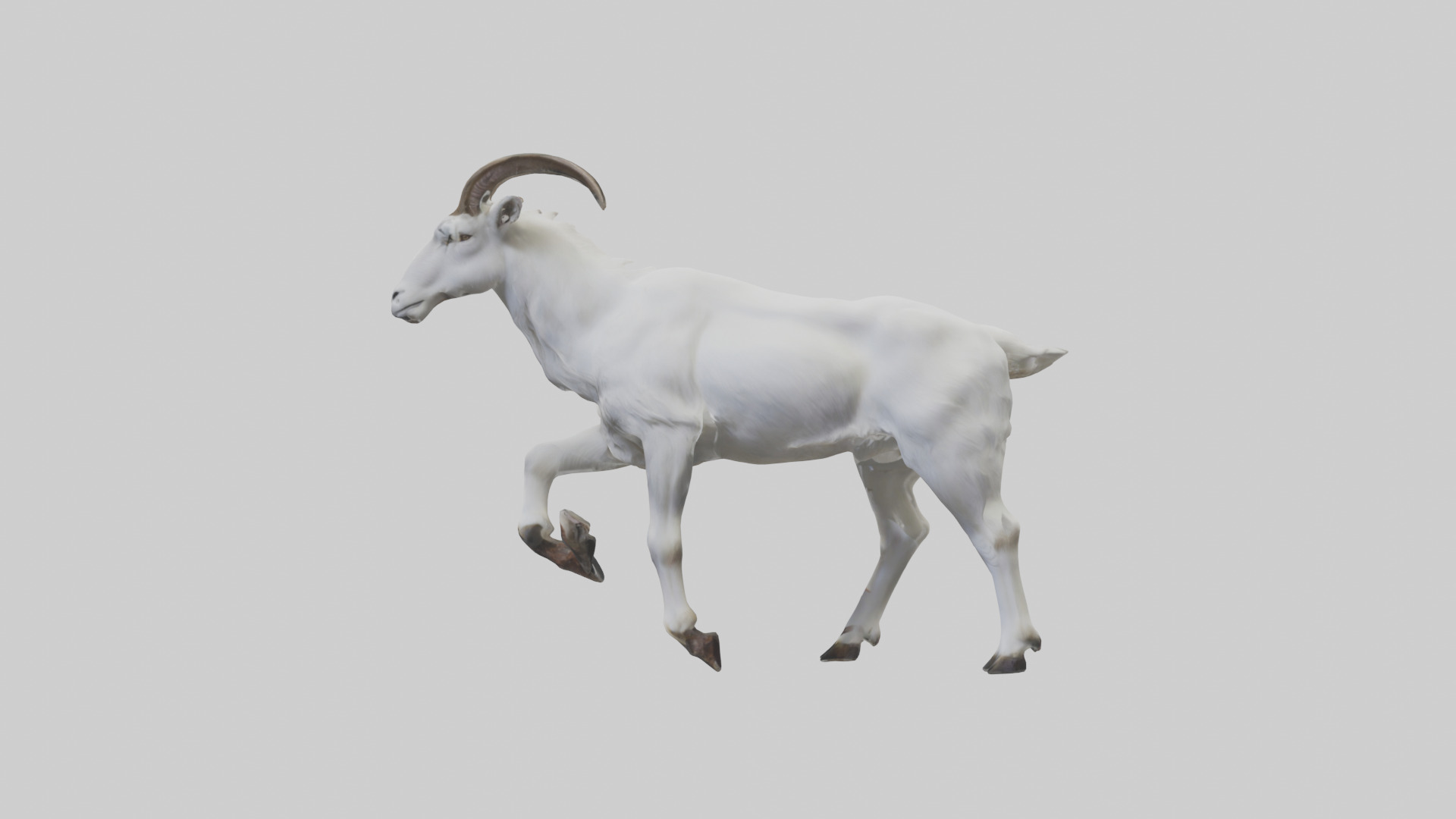 Mountain Goat scaling cliff model Low-poly 3D model_12